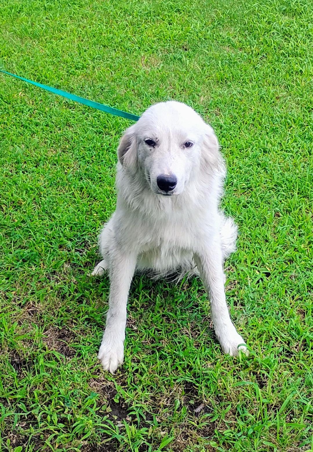 Charmin (Reduced fee), a Adoptable Great Pyrenees in Sulphur, OK image 4/4