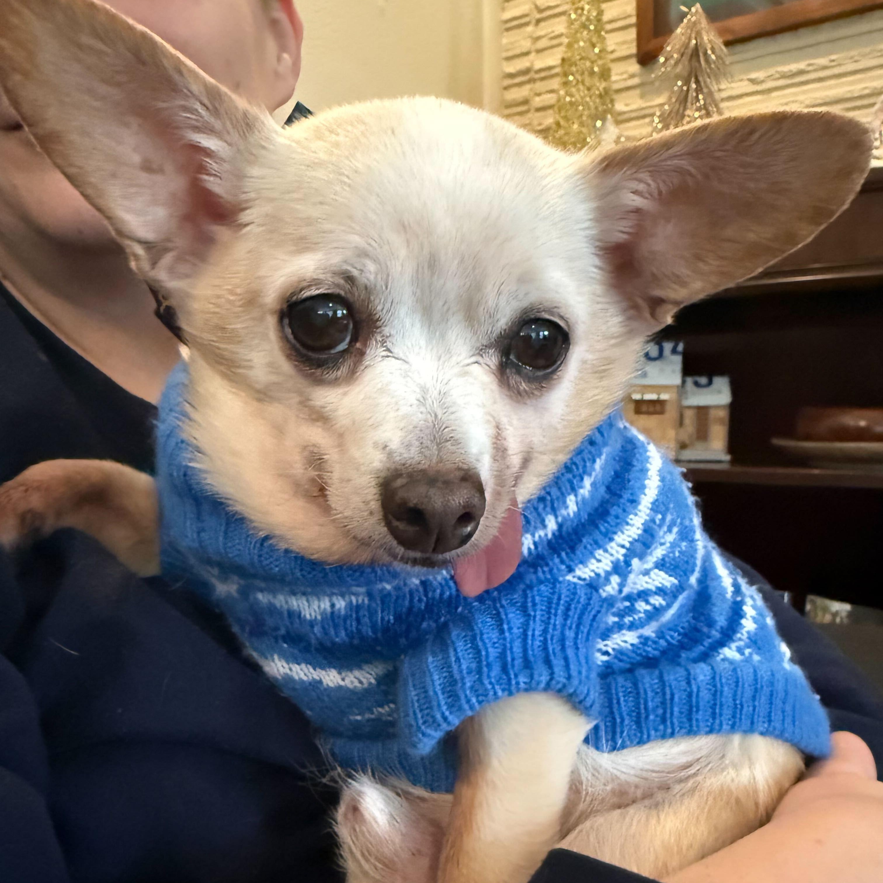 Enlarge Duke, a ADOPTABLE Chihuahua in Cedar Rapids, IA image 1/6