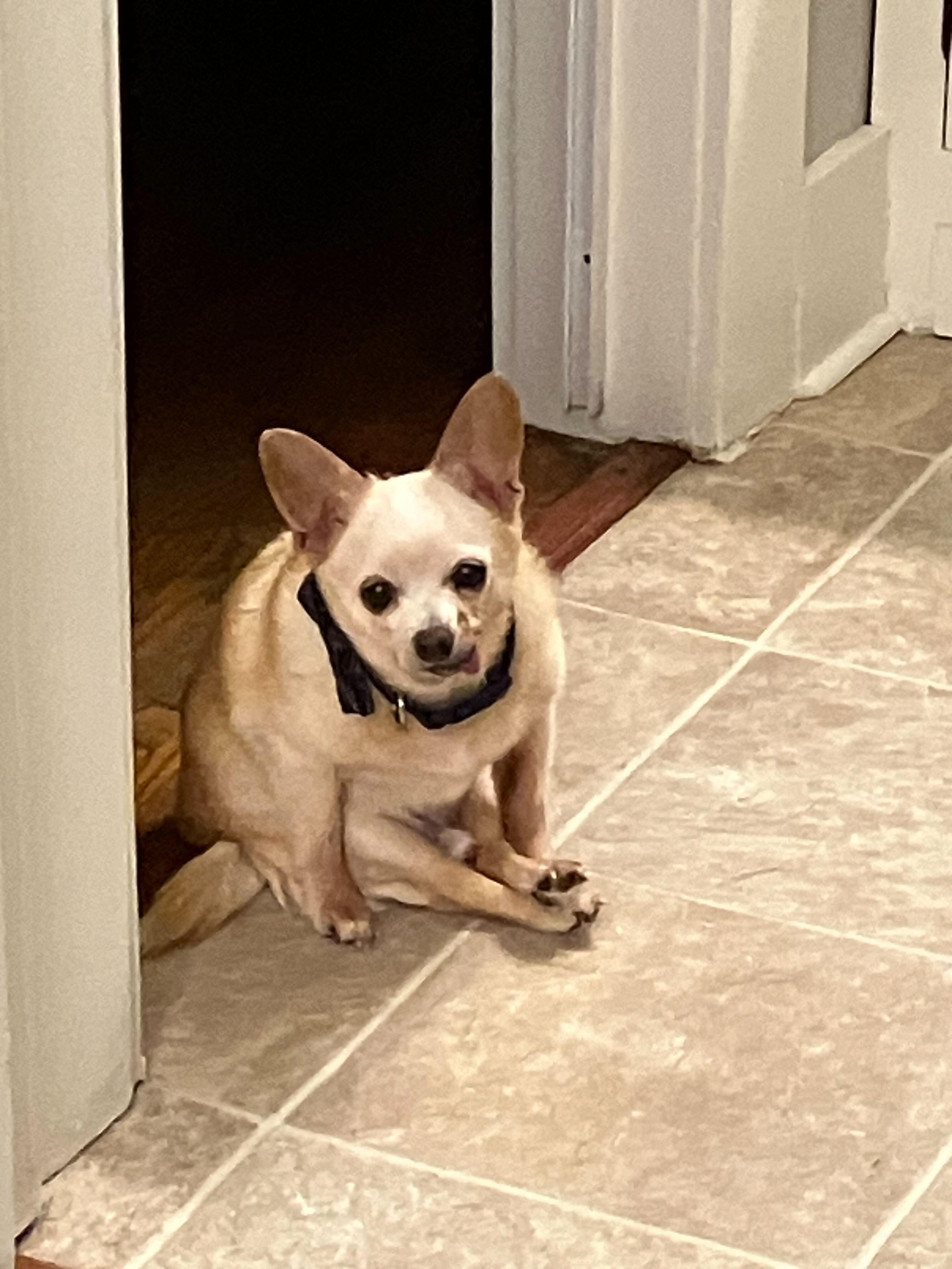 Enlarge Duke, a ADOPTABLE Chihuahua in Cedar Rapids, IA image 6/6