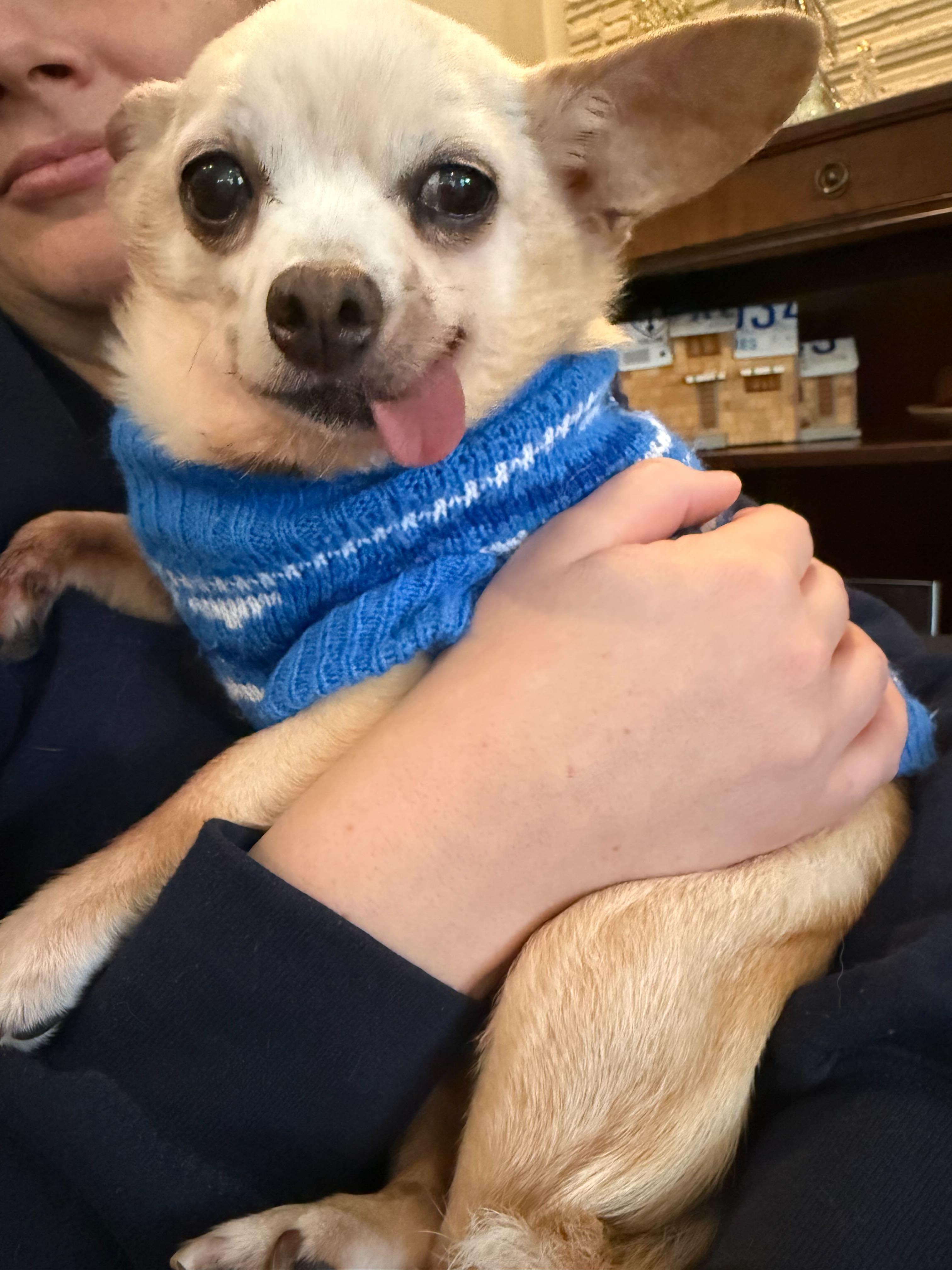 Enlarge Duke, a ADOPTABLE Chihuahua in Cedar Rapids, IA image 4/6