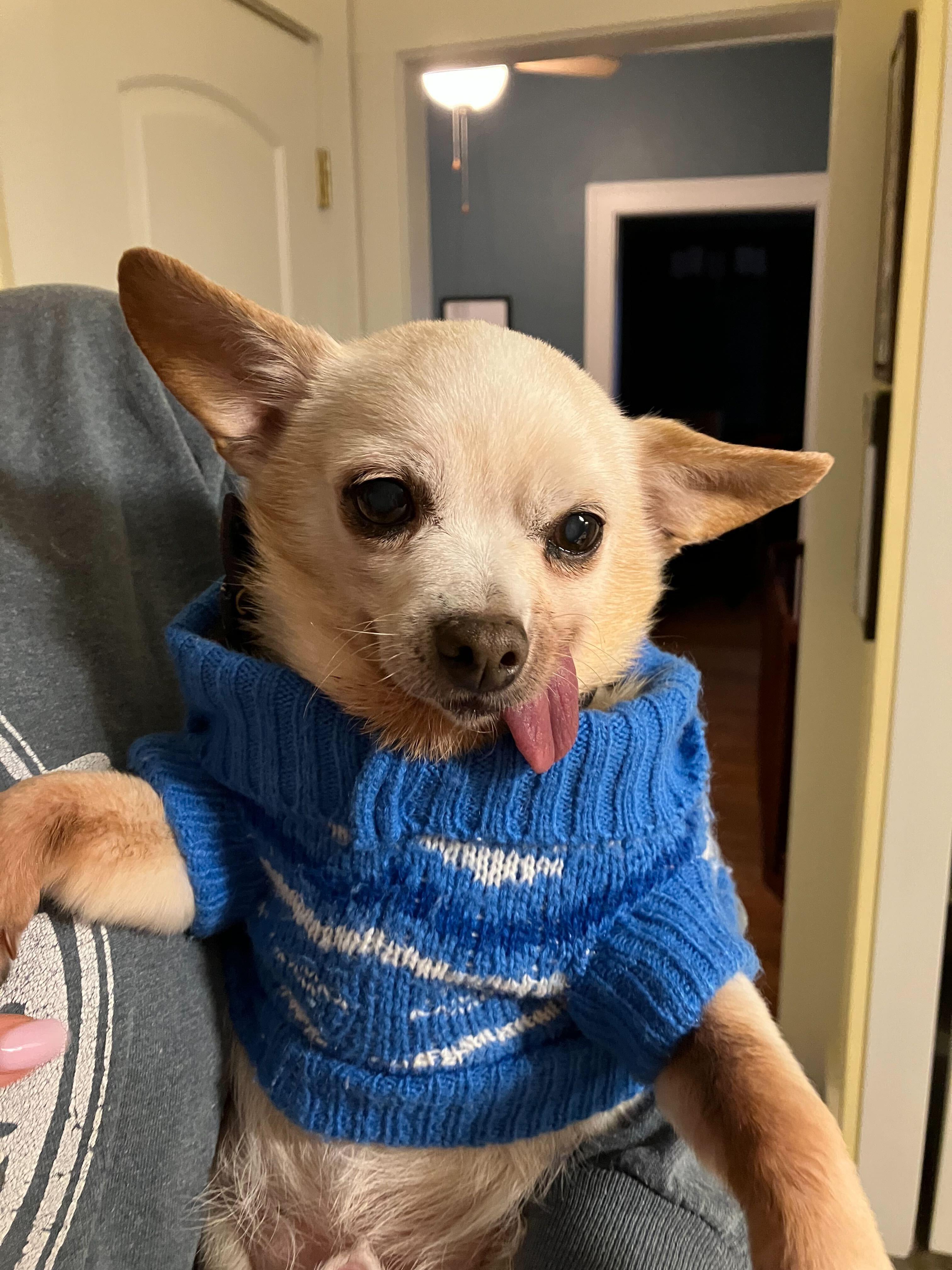 Enlarge Duke, a ADOPTABLE Chihuahua in Cedar Rapids, IA image 5/6