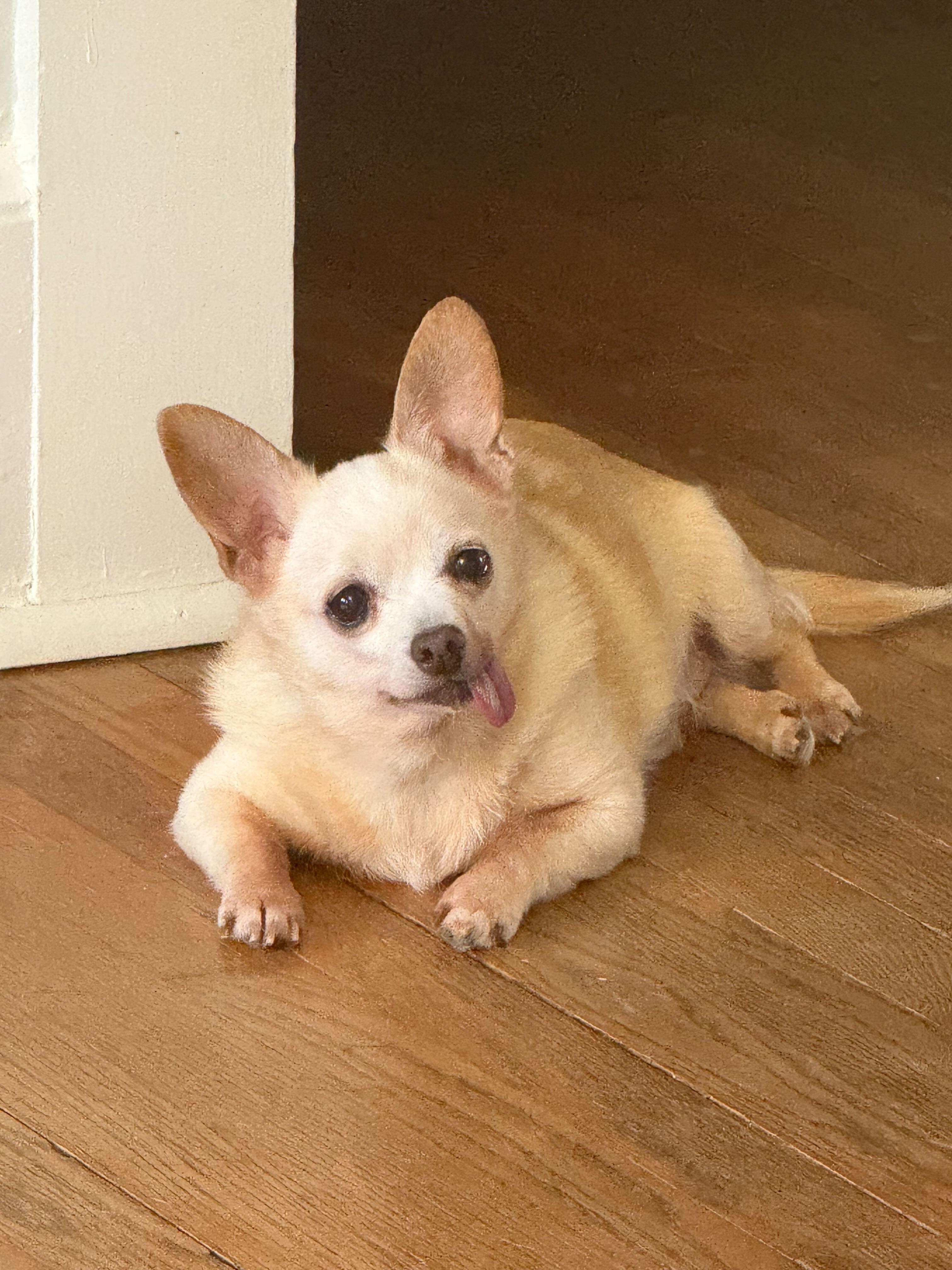 Enlarge Duke, a ADOPTABLE Chihuahua in Cedar Rapids, IA image 3/6