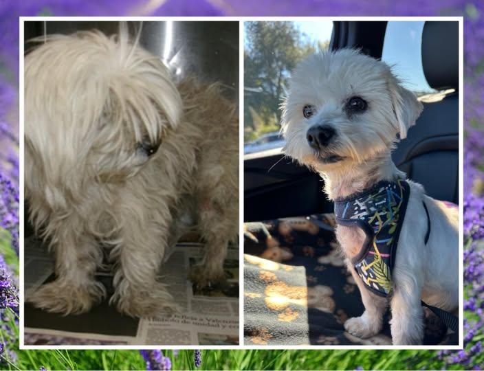 Ella  **Adoption Pending**, adopted, Adult Female West Highland White Terrier / Westie & Maltese.