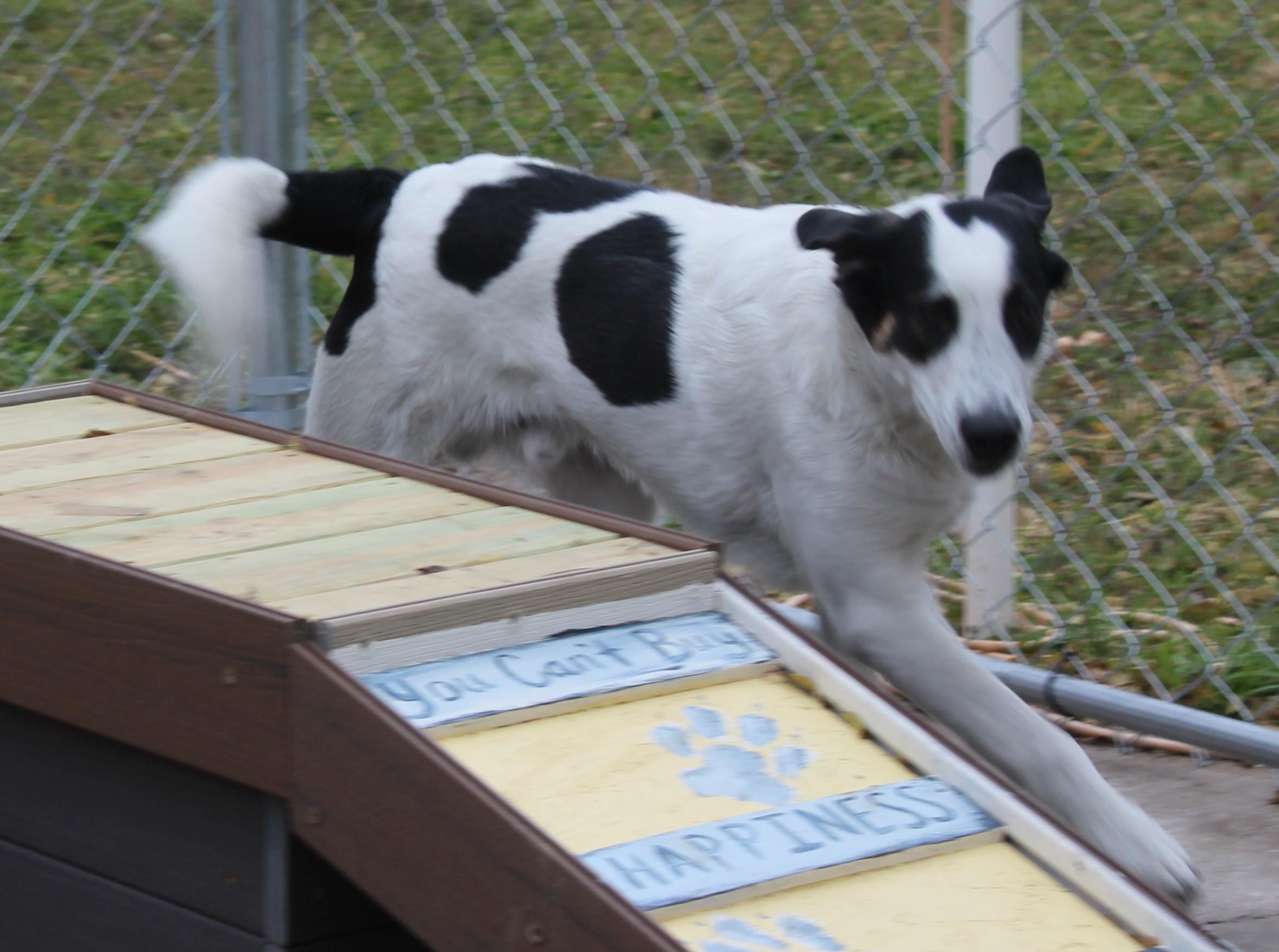 Andy, Adoptable, Adult Male Mixed Breed.