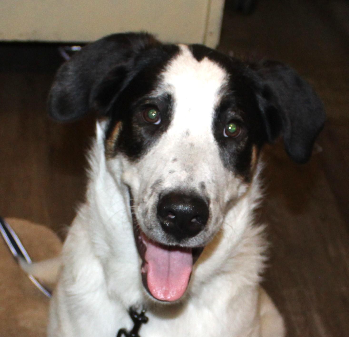 Enlarge Andy, a Adoptable Mixed Breed in Huron, SD image 2/5