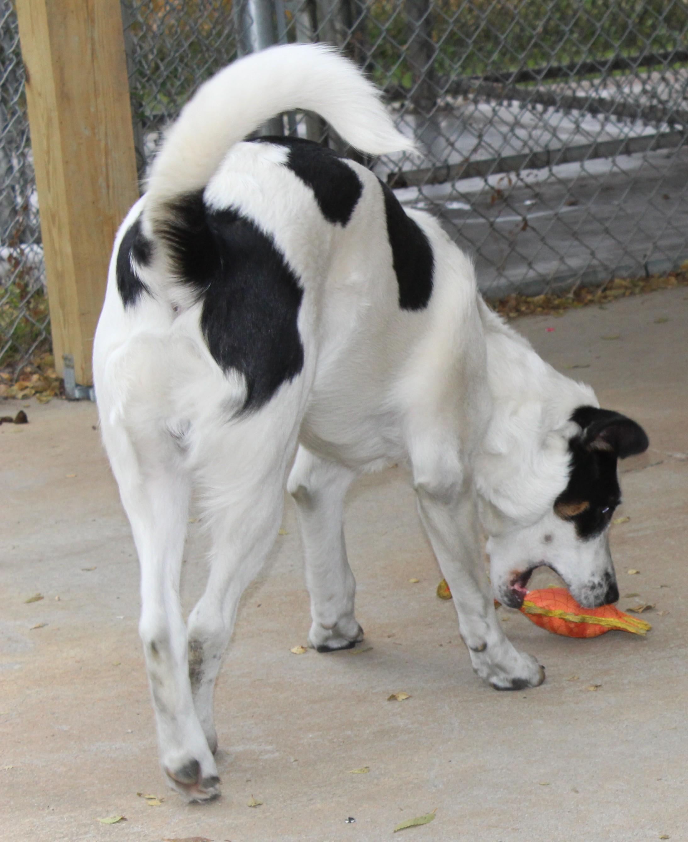Enlarge Andy, a Adoptable Mixed Breed in Huron, SD image 3/5