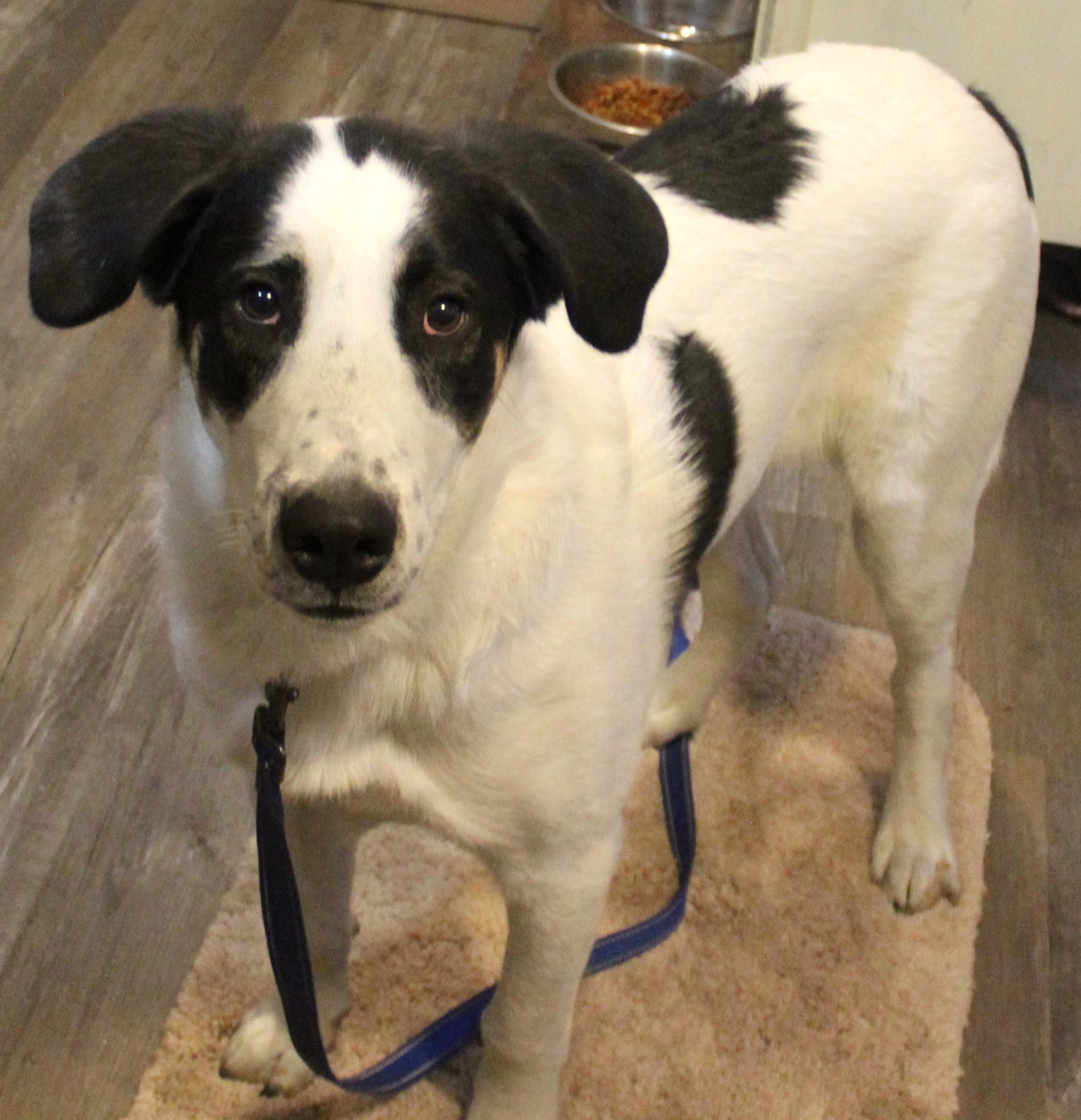 Enlarge Andy, a Adoptable Mixed Breed in Huron, SD image 4/5