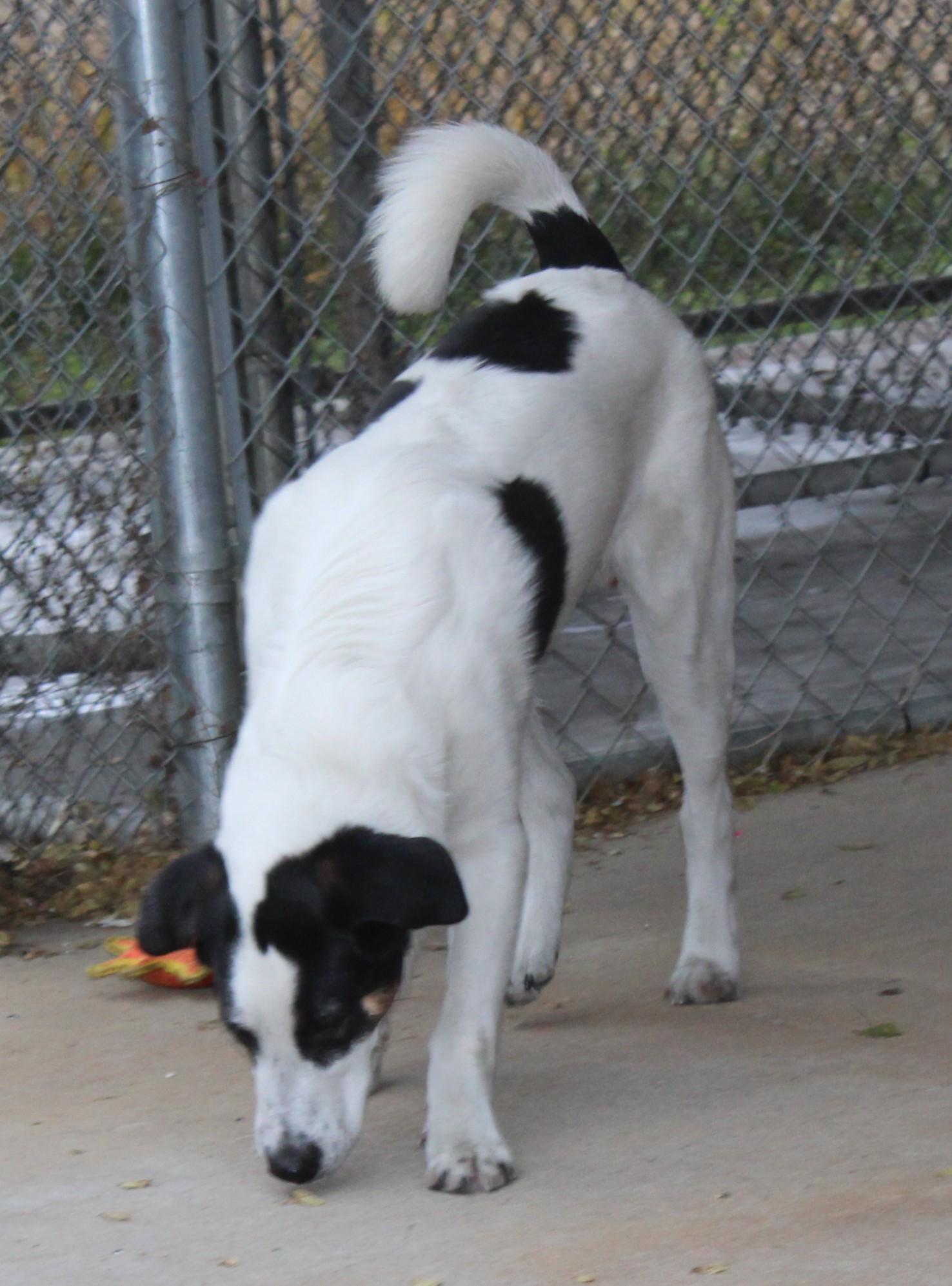 Enlarge Andy, a Adoptable Mixed Breed in Huron, SD image 5/5