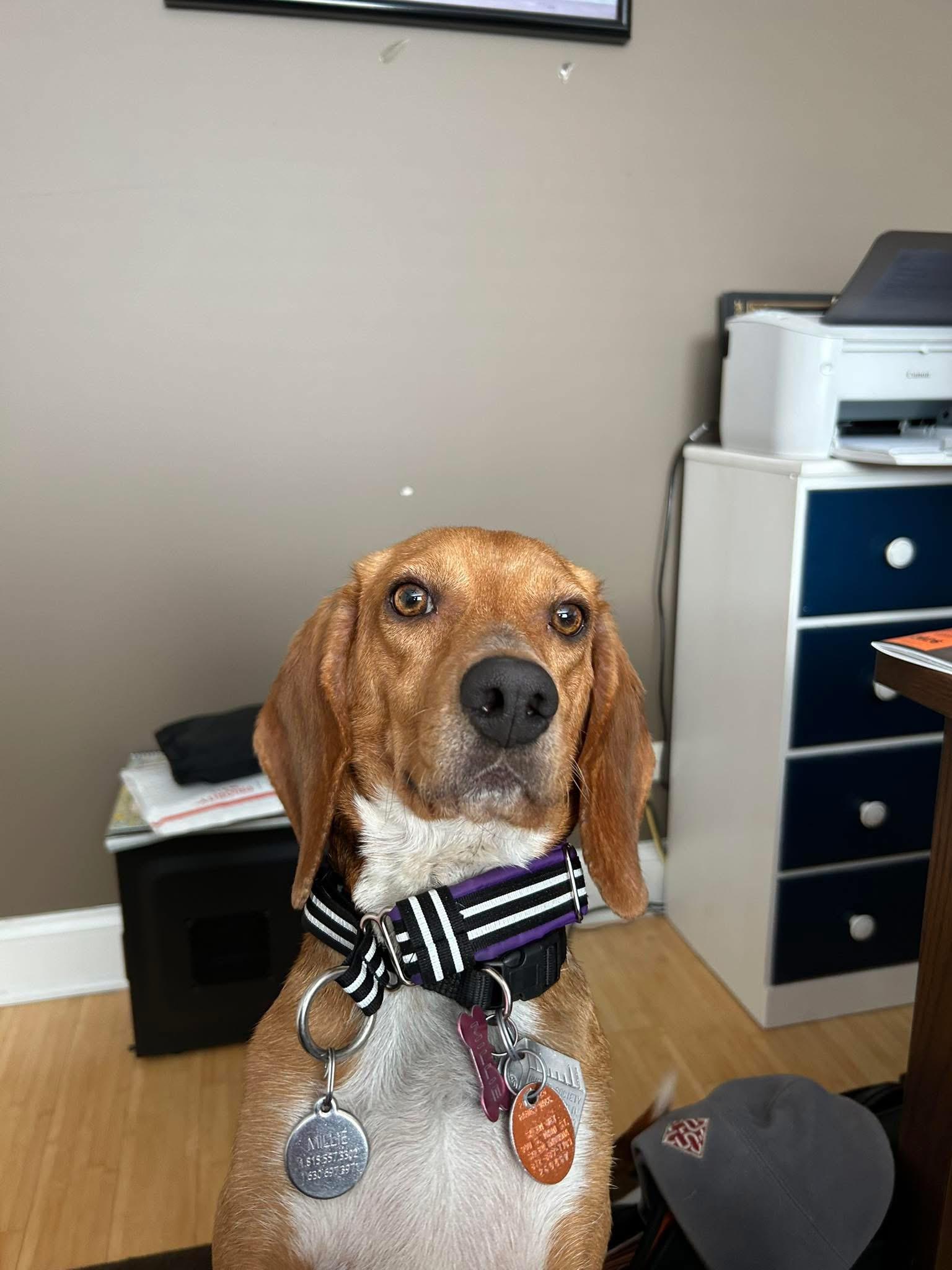 Millie, an adopted Beagle in Lockport, IL image 1/5