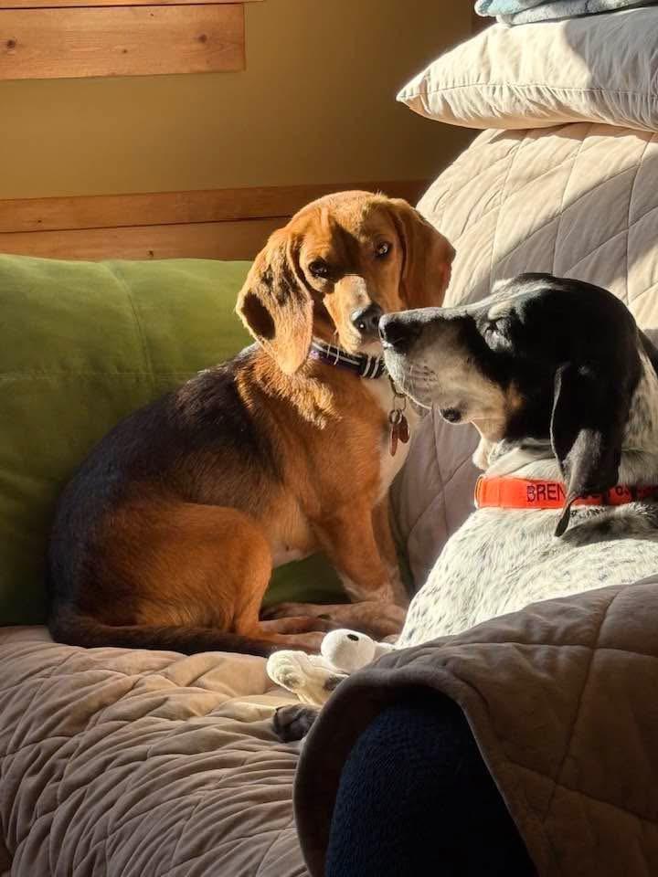 Millie, an adopted Beagle in Lockport, IL image 5/5