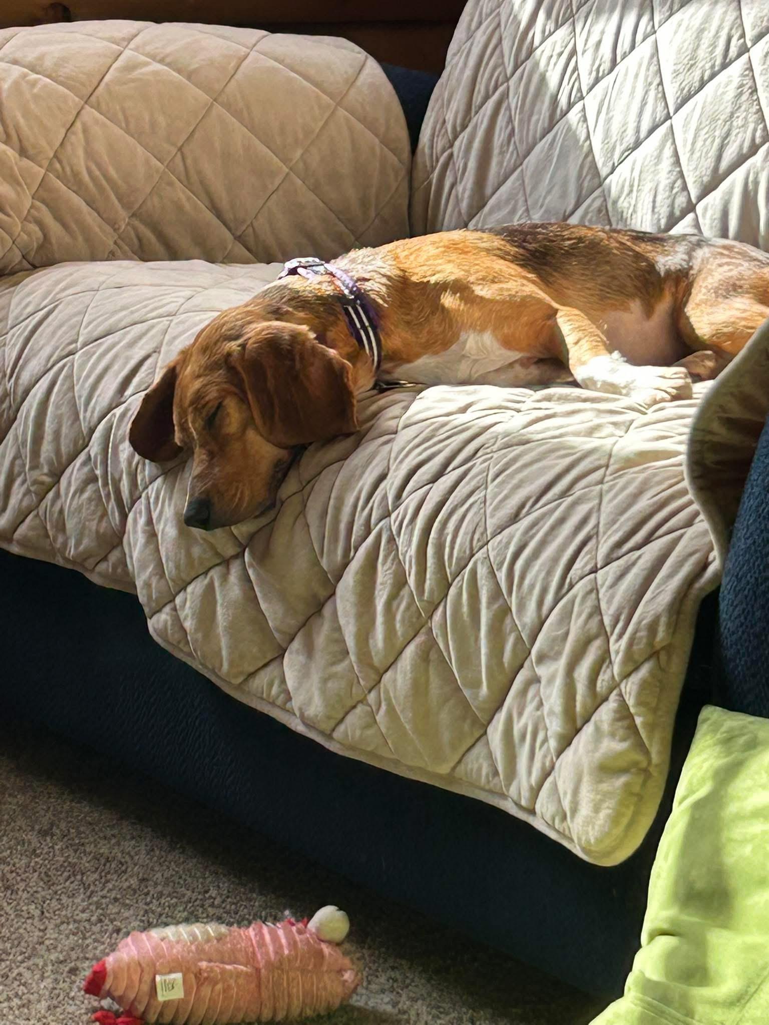 Millie, an adopted Beagle in Lockport, IL image 3/5