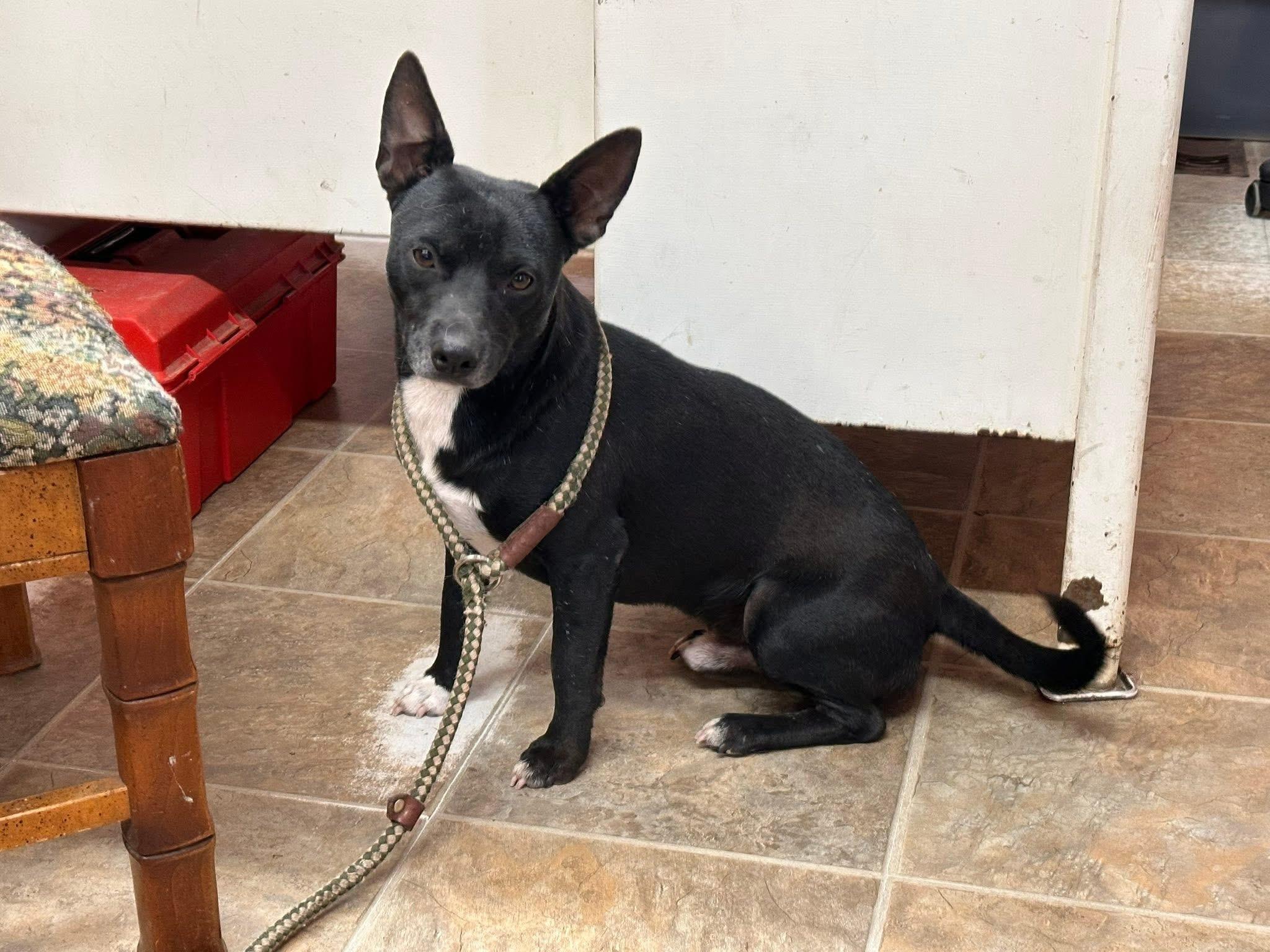 Enlarge Max, an adopted mixed breed in Varnville, SC image 1/2