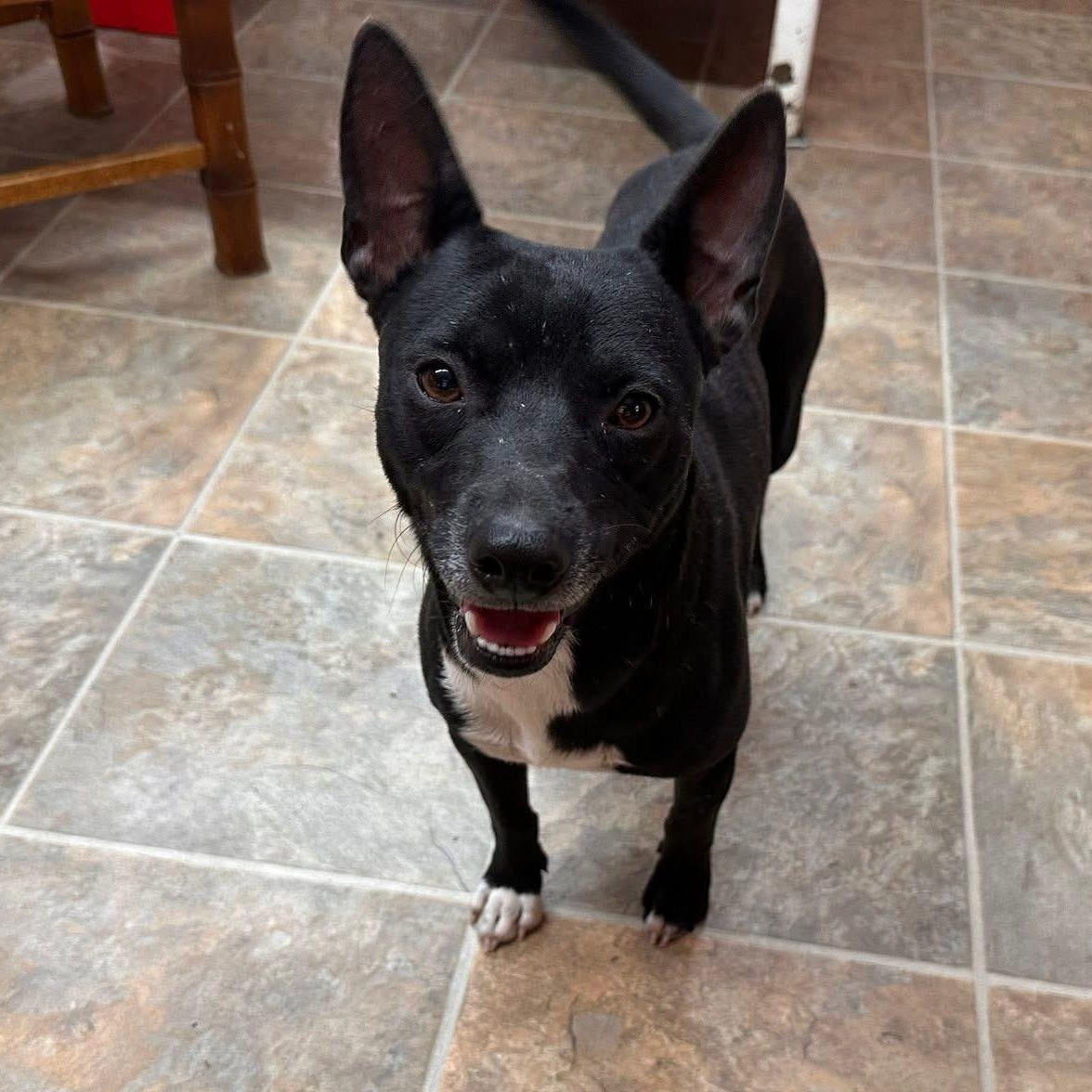 Enlarge Max, an adopted mixed breed in Varnville, SC image 2/2