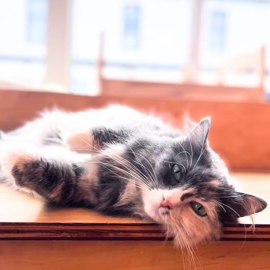 Ms Kitty (Bonded with Inkspot), Adoptable, Adult Female Domestic Long Hair.