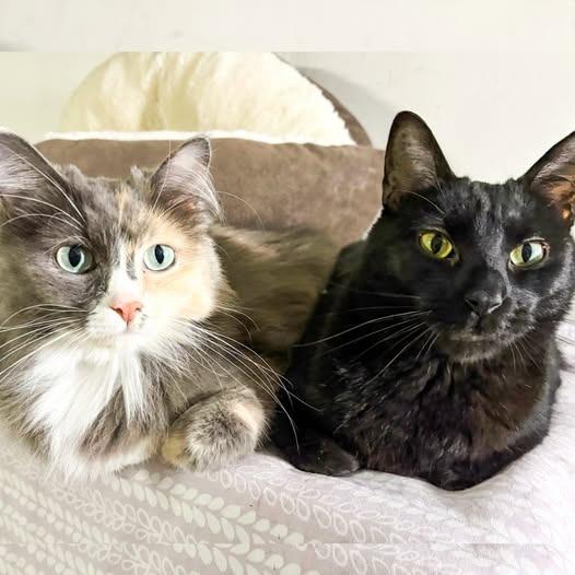Ms Kitty (Bonded with Inkspot), a Adoptable mixed breed in St. Louis, MO image 2/3