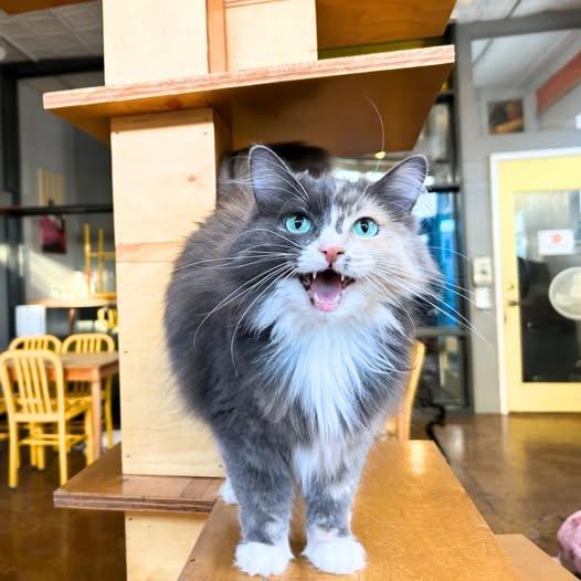 Ms Kitty (Bonded with Inkspot), a Adoptable mixed breed in St. Louis, MO image 3/3