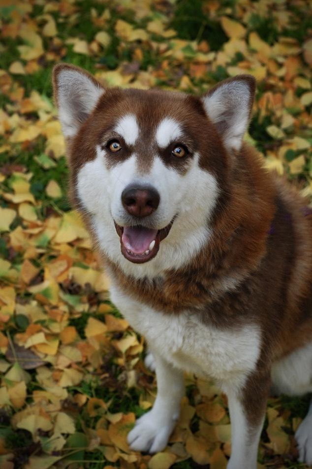 Tsuki, ADOPTABLE, Young Female Husky.