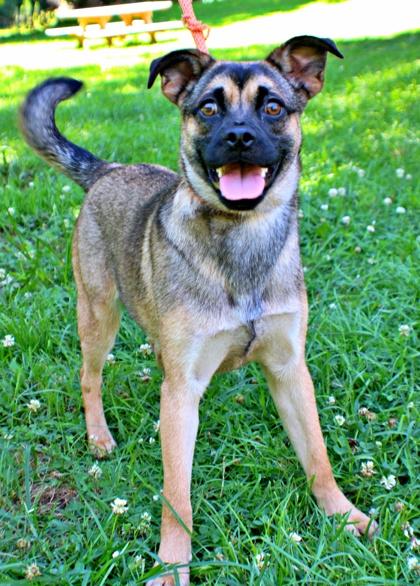 Enlarge Hera, a Adoptable mixed breed in Morton Grove, IL image 1/1