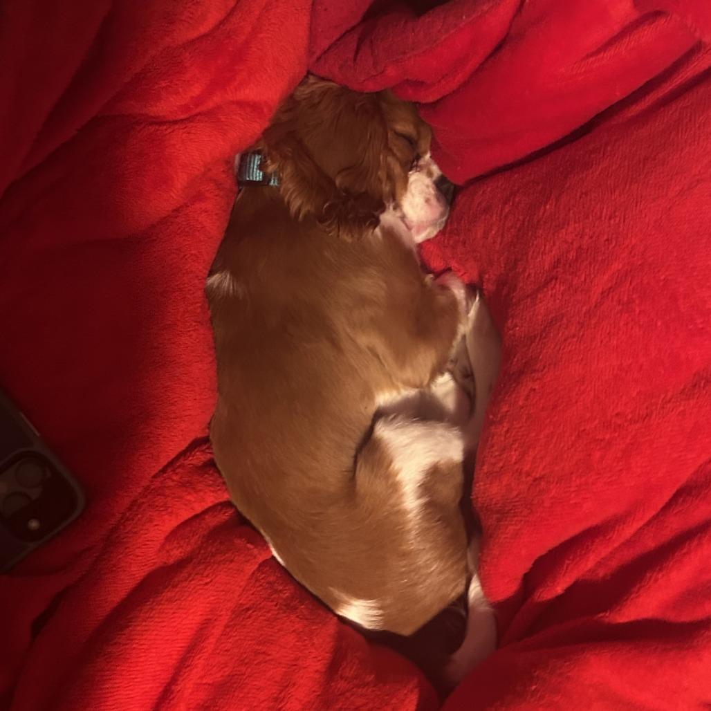 Enlarge Casper - Home to Home, a Adoptable mixed breed in South Elgin, IL image 1/6