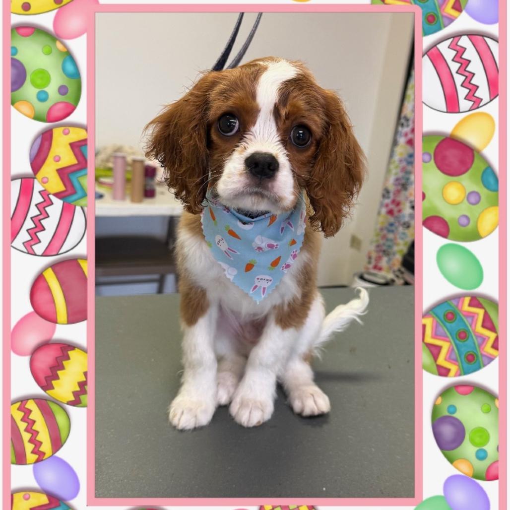 Enlarge Casper - Home to Home, a Adoptable mixed breed in South Elgin, IL image 3/6