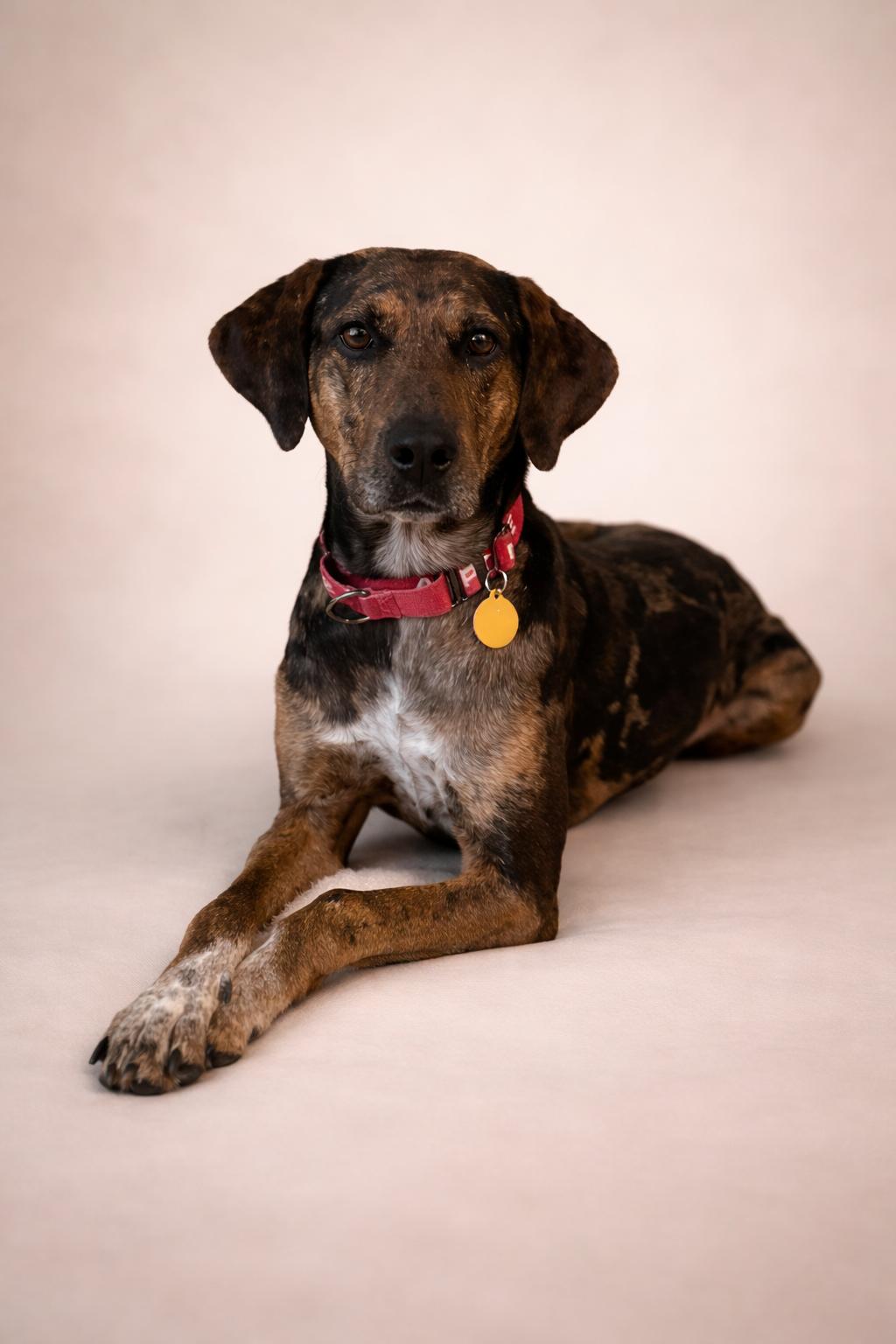 Faith, ADOPTABLE, Adult Female Catahoula Leopard Dog & Hound.
