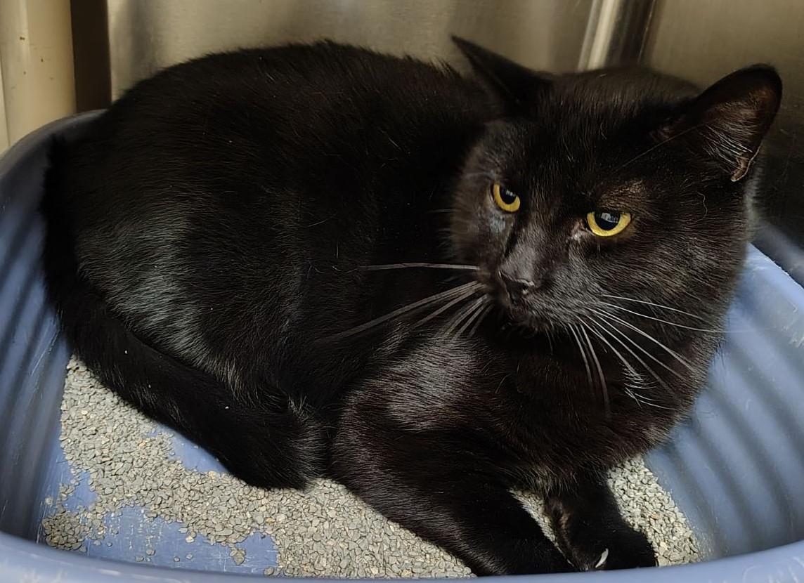 Enlarge Caden, a Adoptable Domestic Short Hair in Wahpeton, ND image 1/1