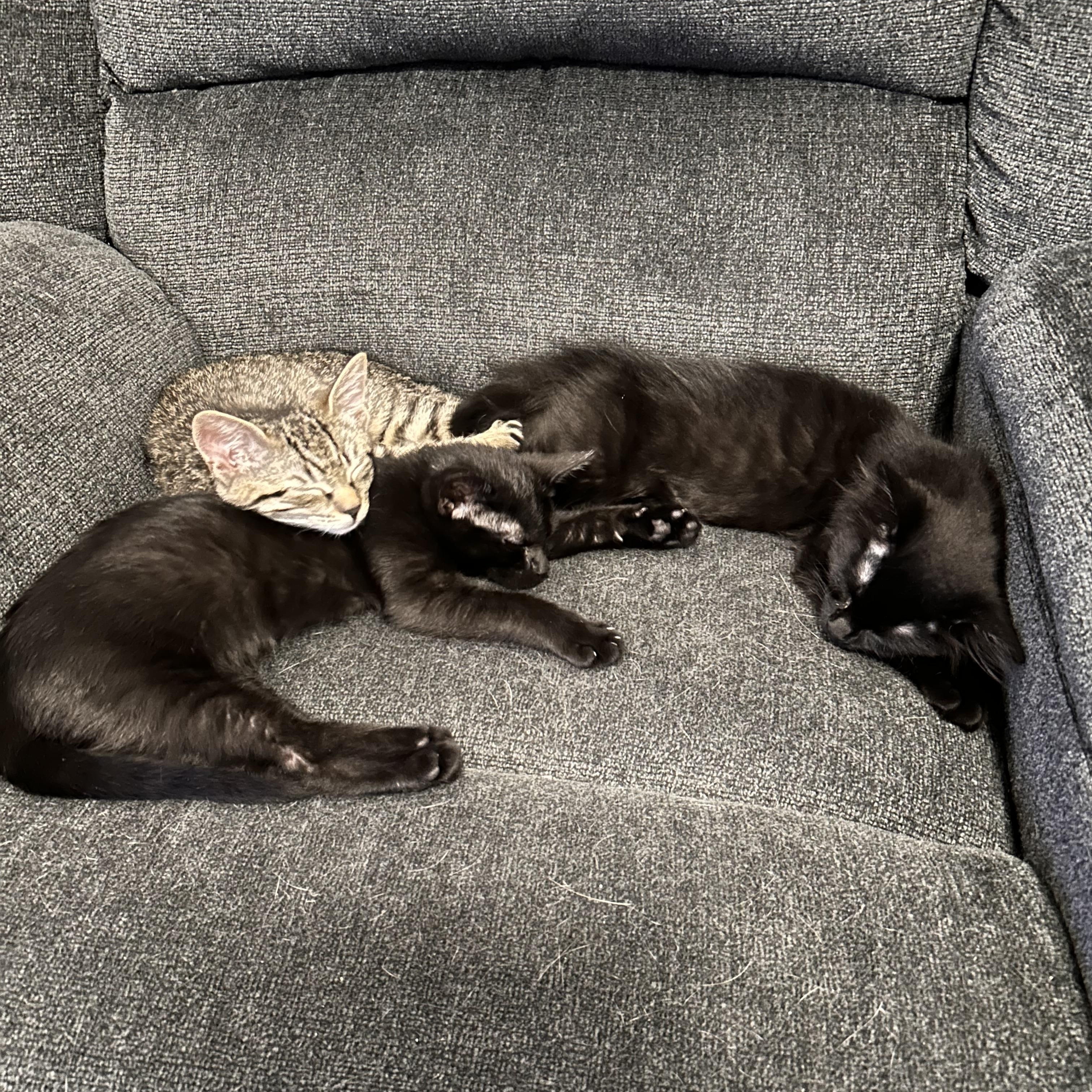Lyric (Music litter), a Adoptable Domestic Long Hair in Highland Park, NJ image 3/4