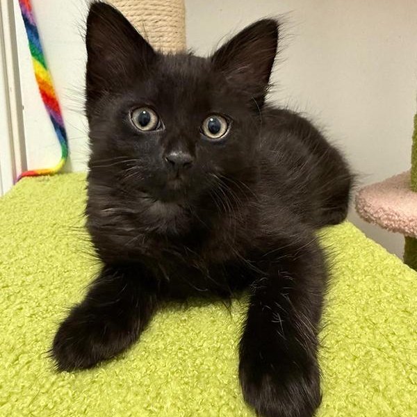 Lyric (Music litter), a Adoptable Domestic Long Hair in Highland Park, NJ image 2/4