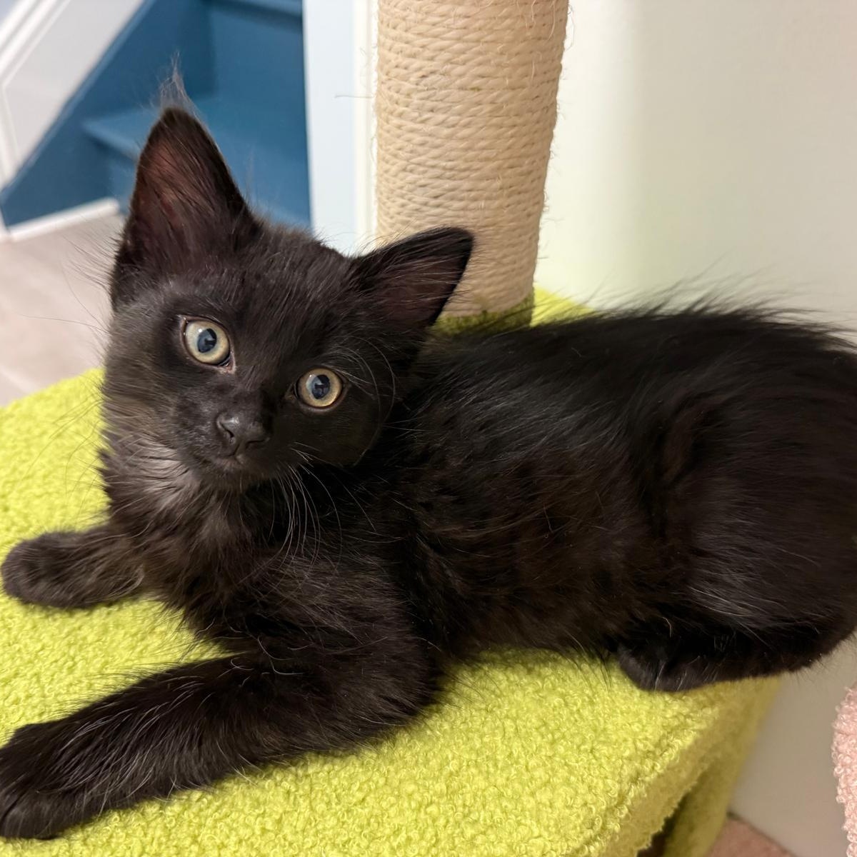 Lyric (Music litter), Adoptable, Kitten Male Domestic Long Hair.