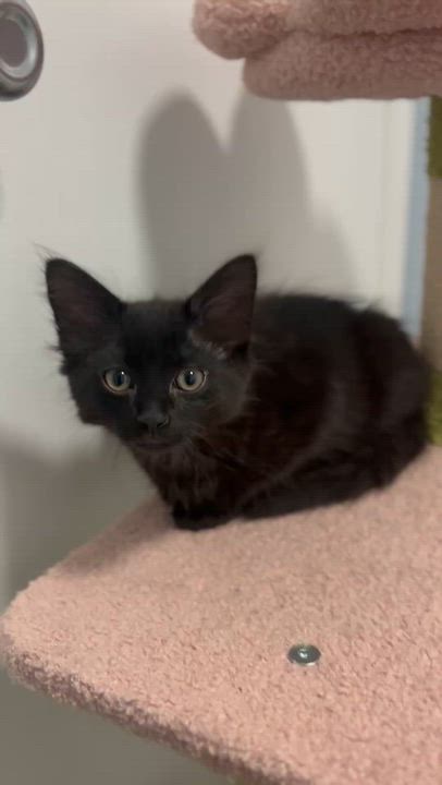 Enlarge Lyric (Music litter), a Adoptable Domestic Long Hair in Highland Park, NJ video 4/4