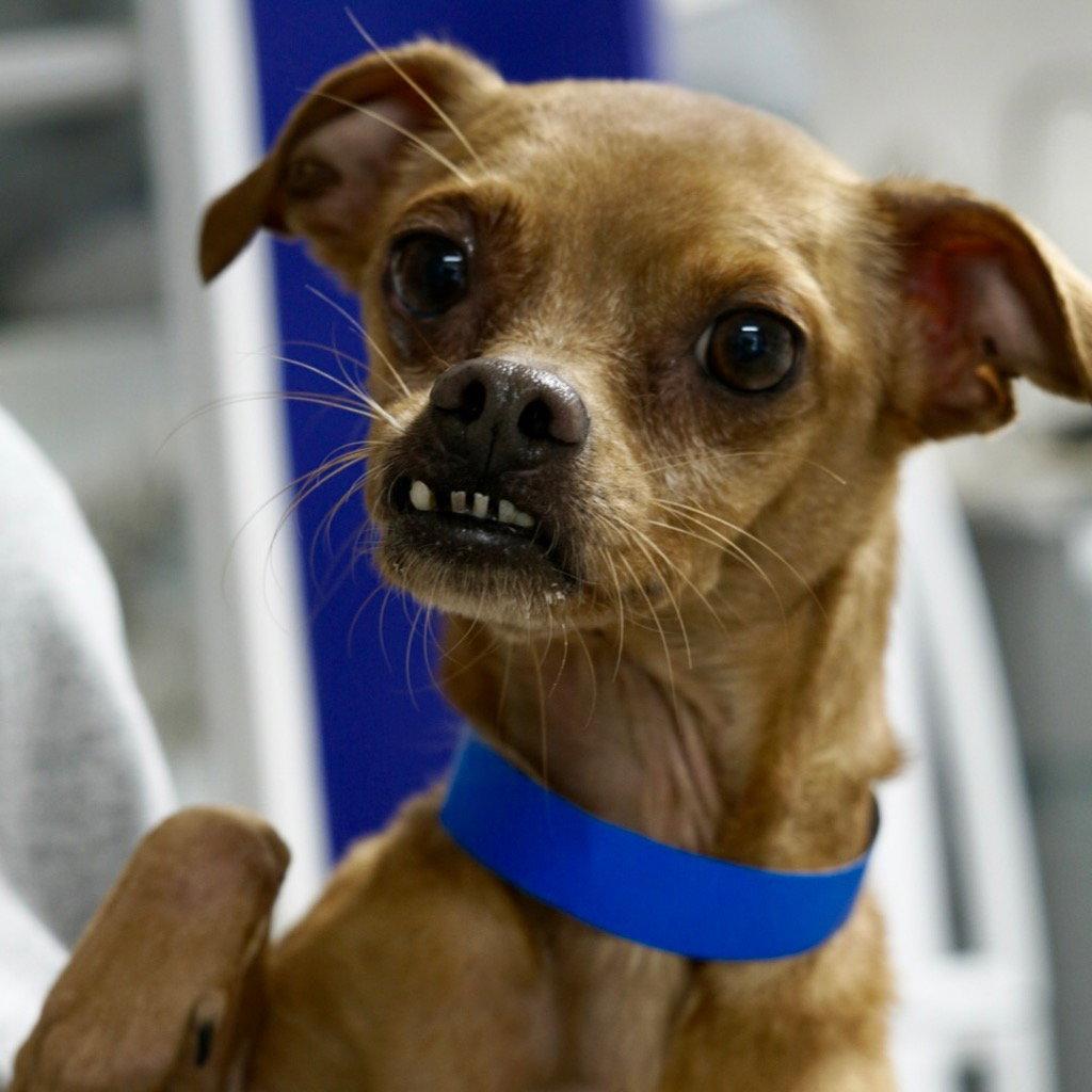 Enlarge Pepe, a Adoptable Chihuahua in Saint George, UT image 1/2