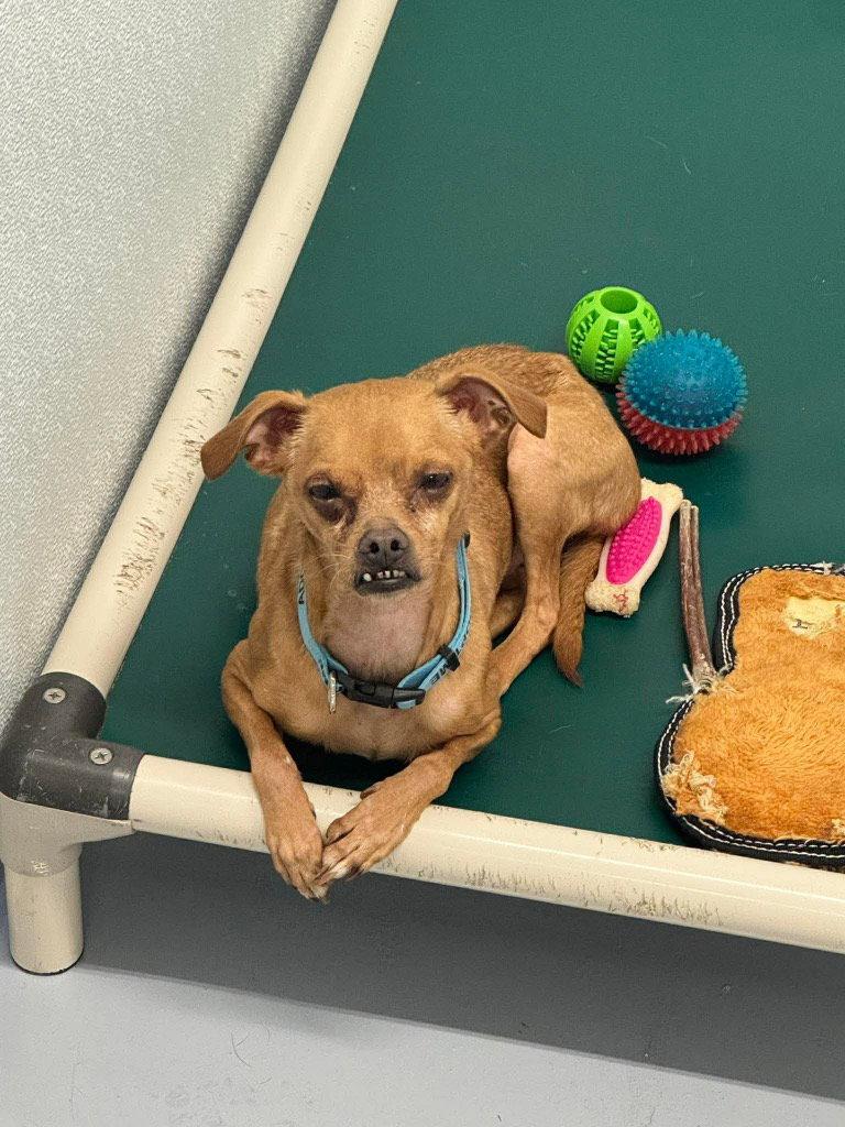 Enlarge Pepe, a Adoptable Chihuahua in Saint George, UT image 2/2