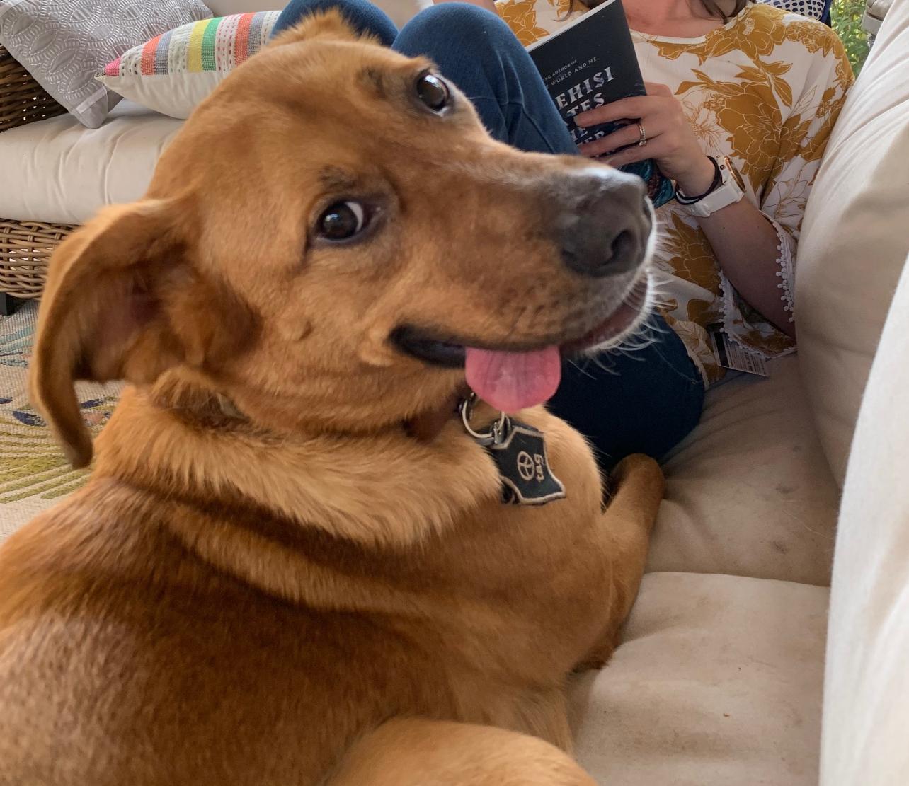 Rowdy, a Adoptable mixed breed in Horse Shoe, NC image 1/5