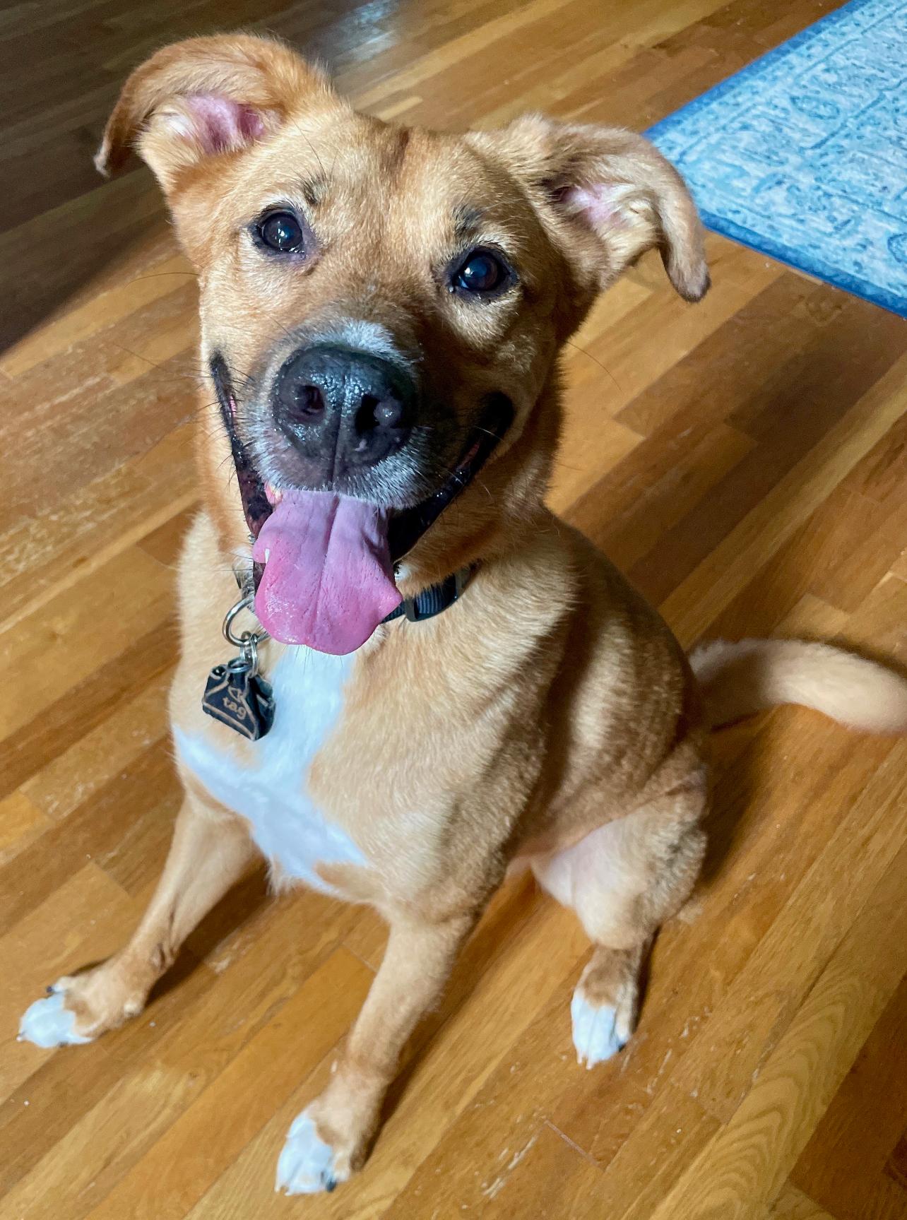 Rowdy, a Adoptable mixed breed in Horse Shoe, NC image 2/5