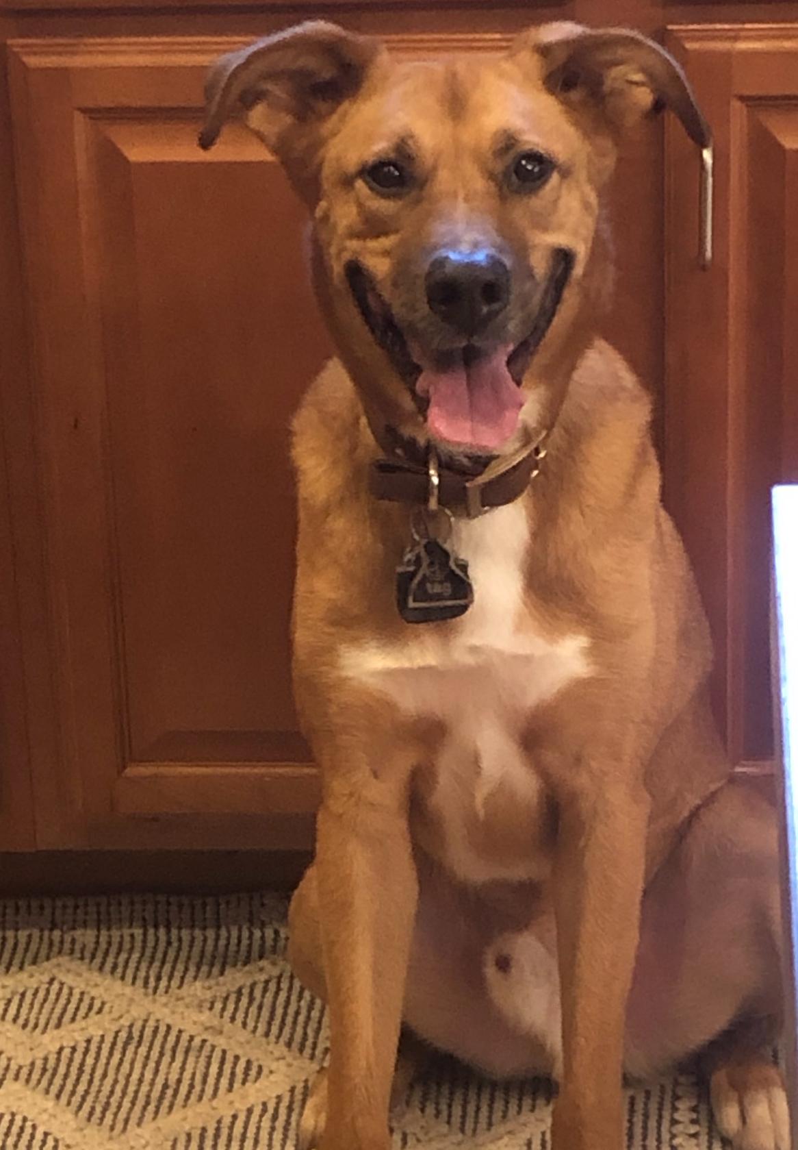 Rowdy, a Adoptable mixed breed in Horse Shoe, NC image 3/5