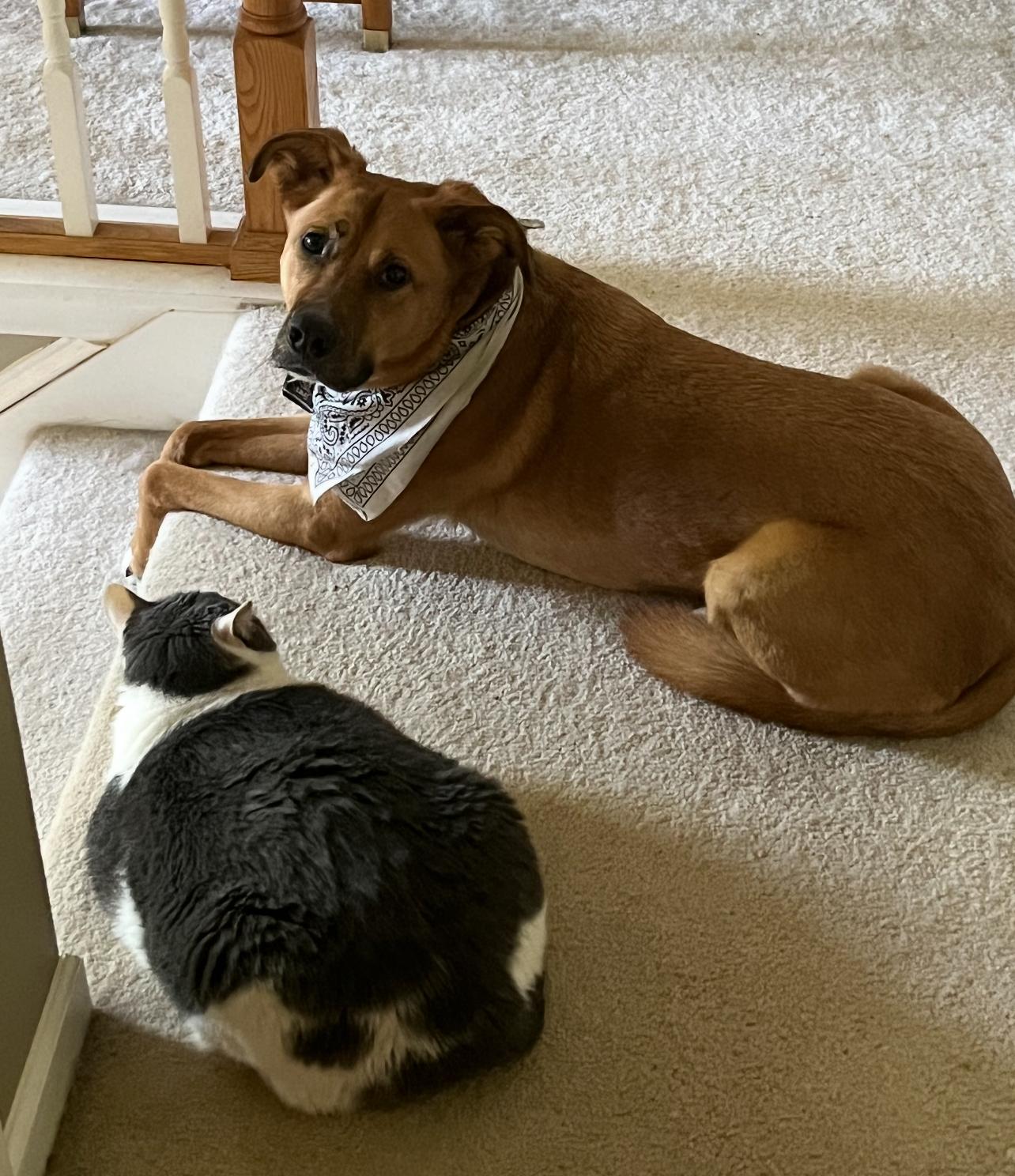 Rowdy, a Adoptable mixed breed in Horse Shoe, NC image 4/5