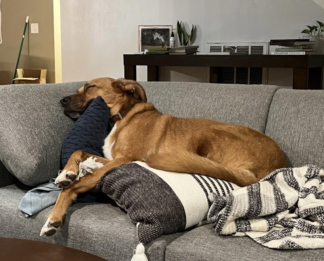 Rowdy, a Adoptable mixed breed in Horse Shoe, NC image 5/5