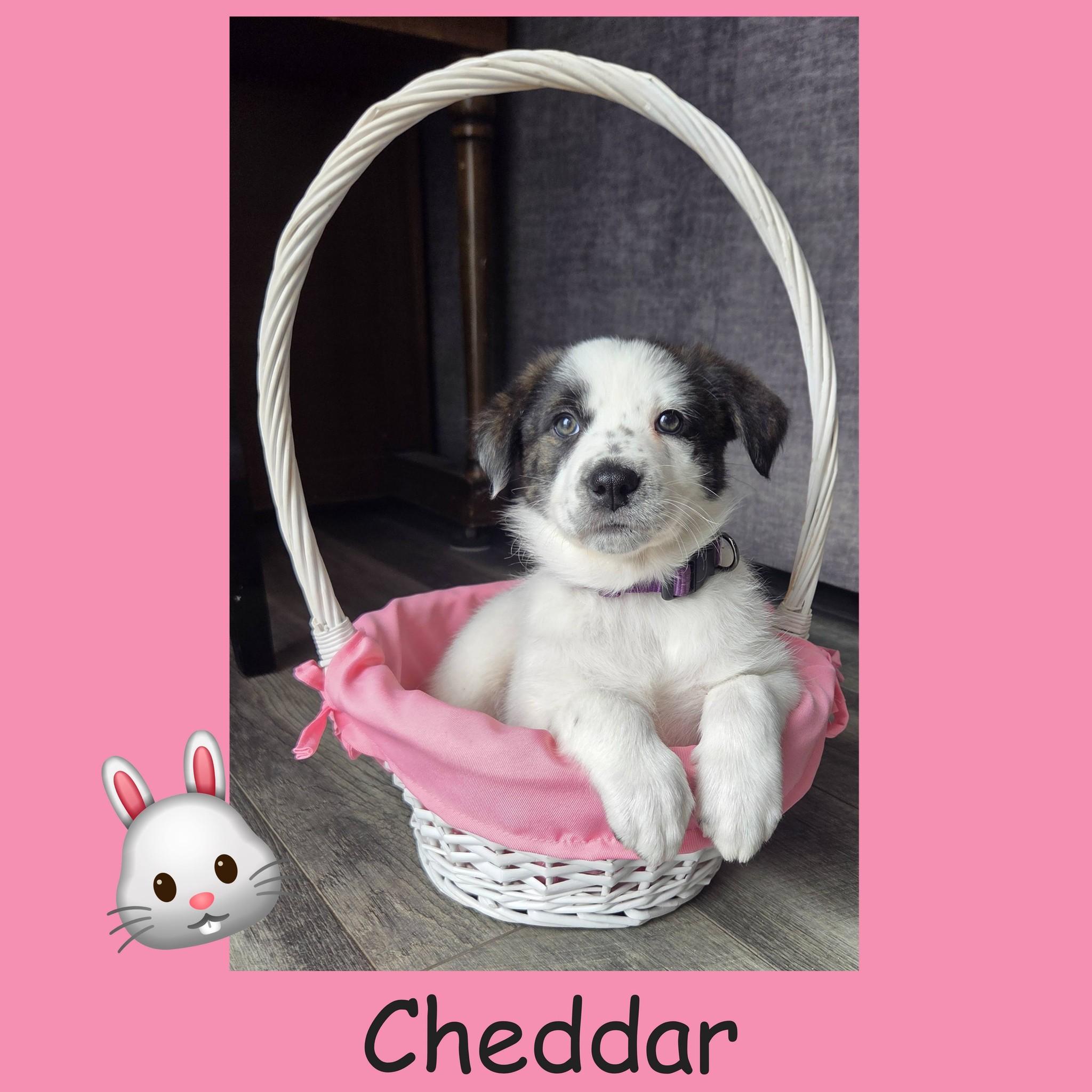 Enlarge Cheddar, a ADOPTABLE mixed breed in Lemont, IL image 5/6