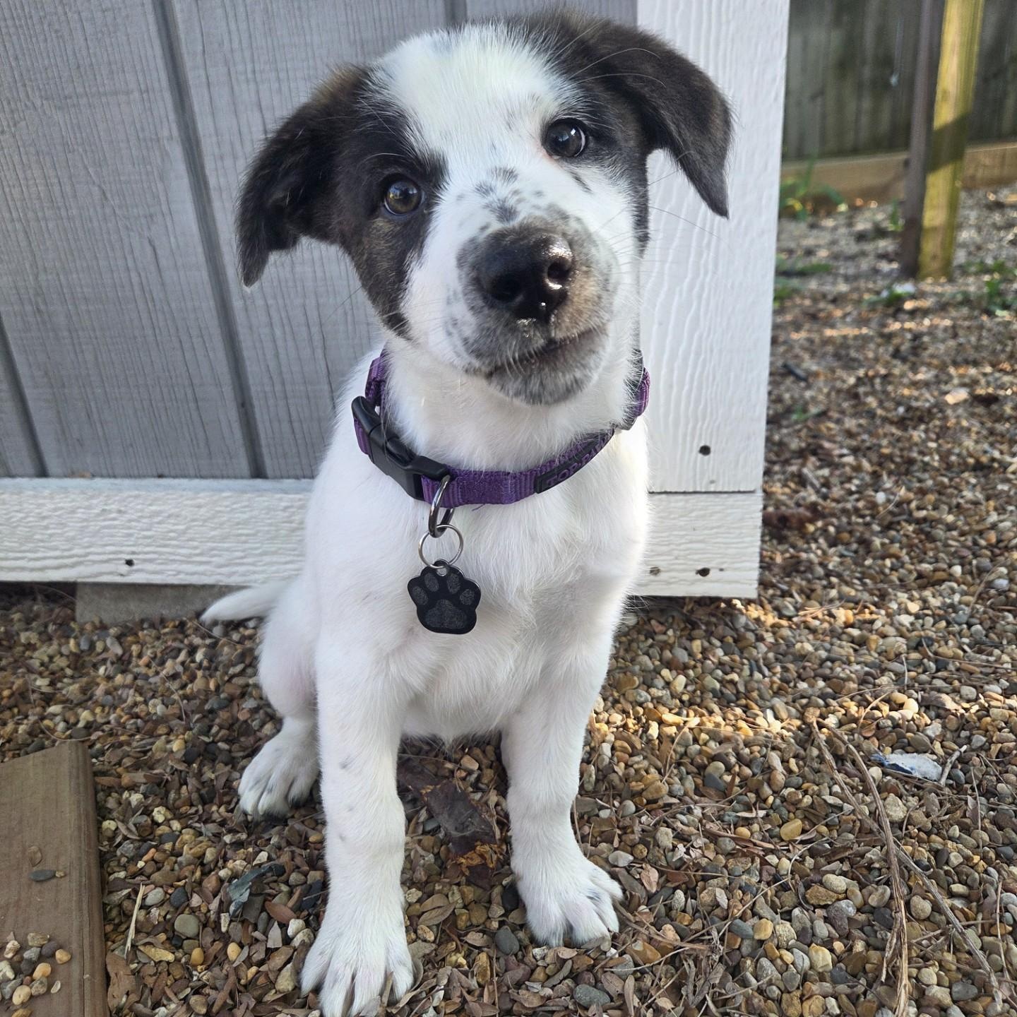 Enlarge Cheddar, a ADOPTABLE mixed breed in Lemont, IL image 2/6