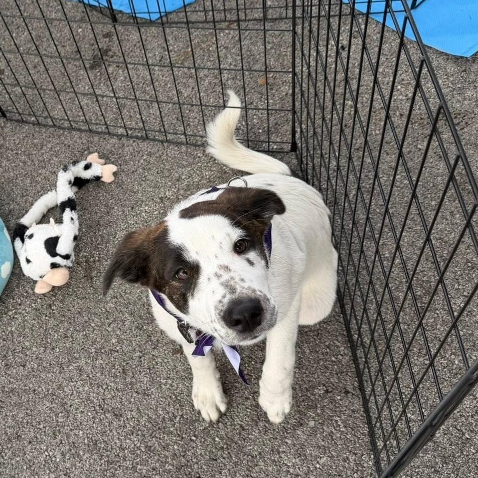 Enlarge Cheddar, a ADOPTABLE mixed breed in Lemont, IL image 2/6
