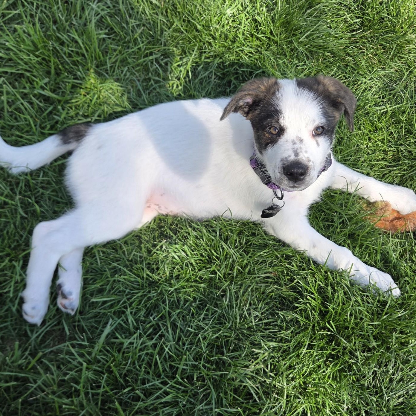 Enlarge Cheddar, a ADOPTABLE mixed breed in Lemont, IL image 3/6