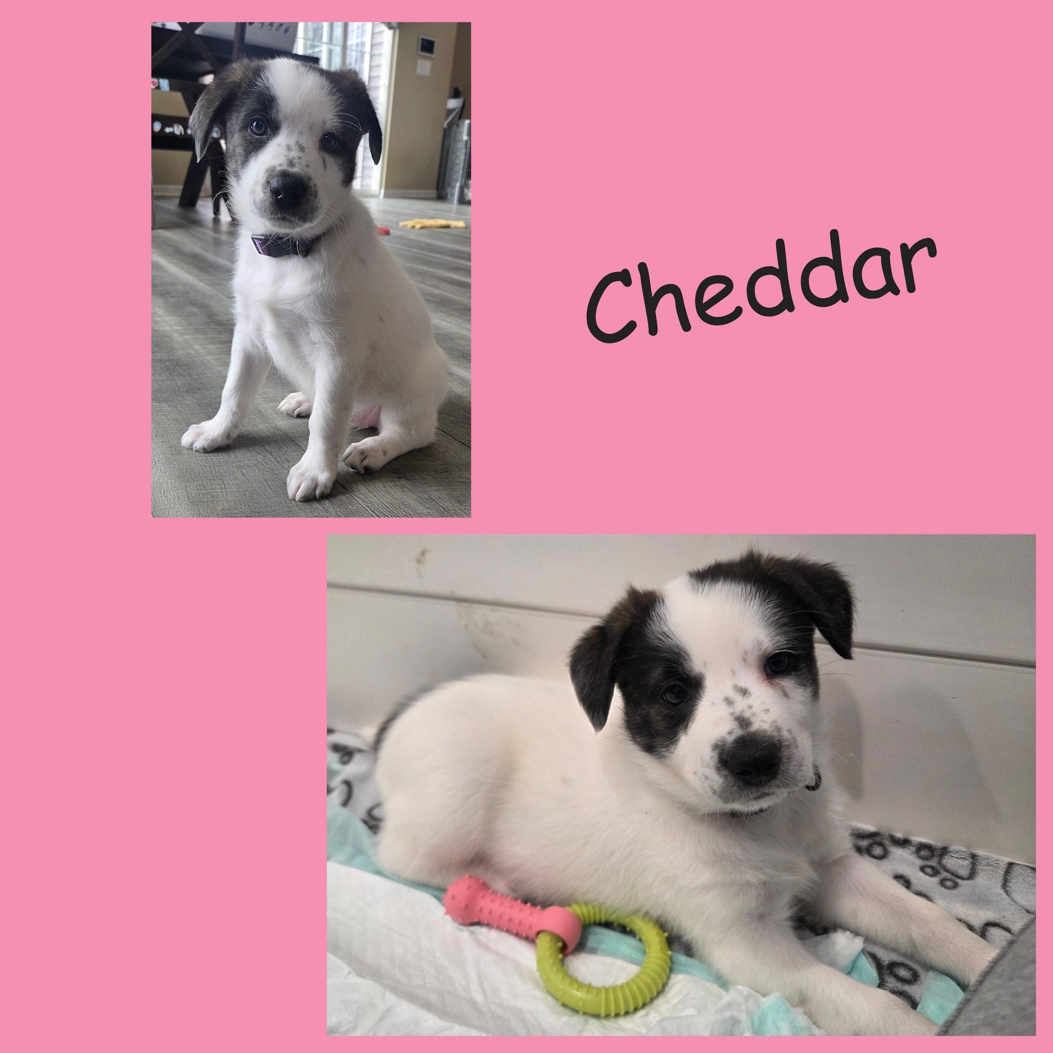 Enlarge Cheddar, a ADOPTABLE mixed breed in Lemont, IL image 4/6