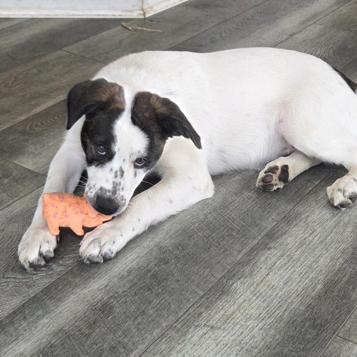 Enlarge Cheddar, a ADOPTABLE mixed breed in Lemont, IL image 4/6