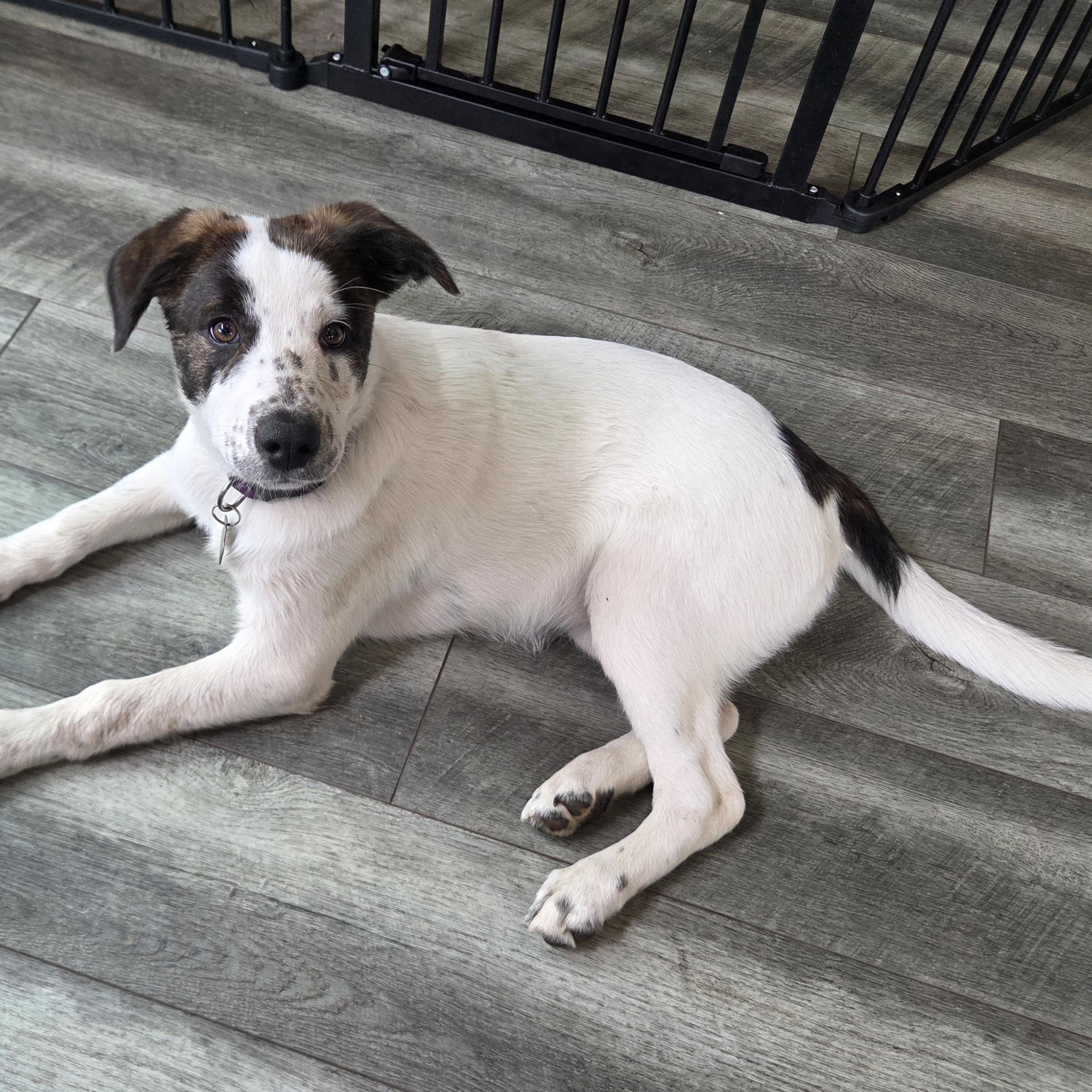 Cheddar, ADOPTABLE, Puppy Female Australian Shepherd & Pit Bull Terrier.