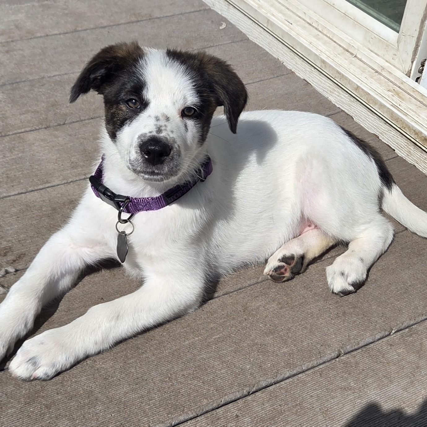 Cheddar, ADOPTABLE, Puppy Female Australian Shepherd.