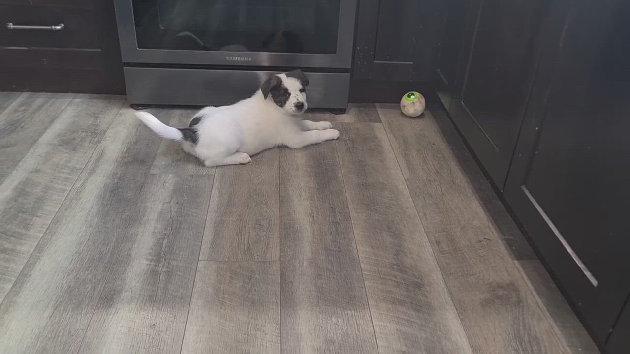 Enlarge Cheddar, a ADOPTABLE mixed breed in Lemont, IL video 6/6