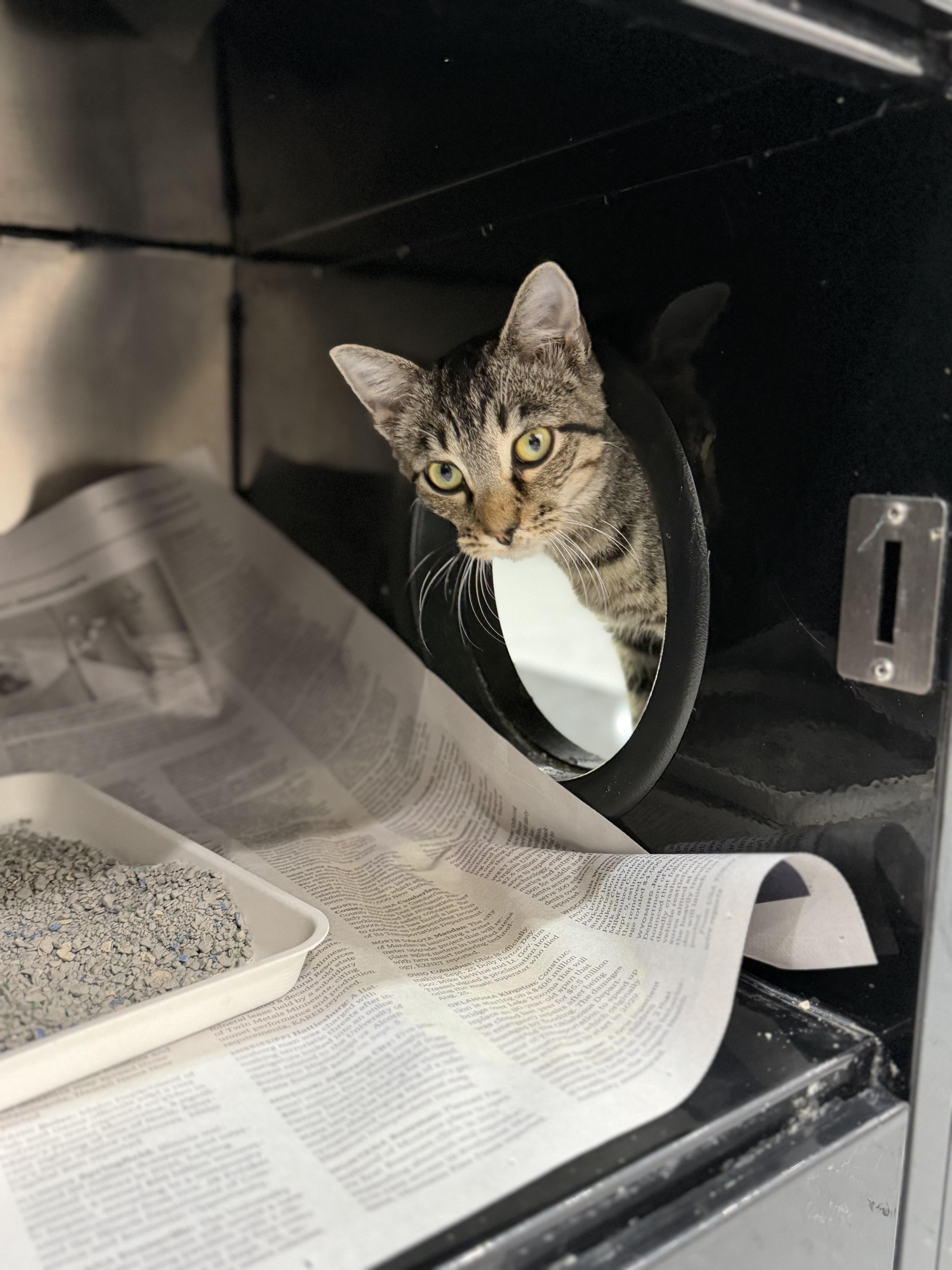 Enlarge Abigale, a Adoptable Domestic Short Hair in Sherman, TX image 2/2