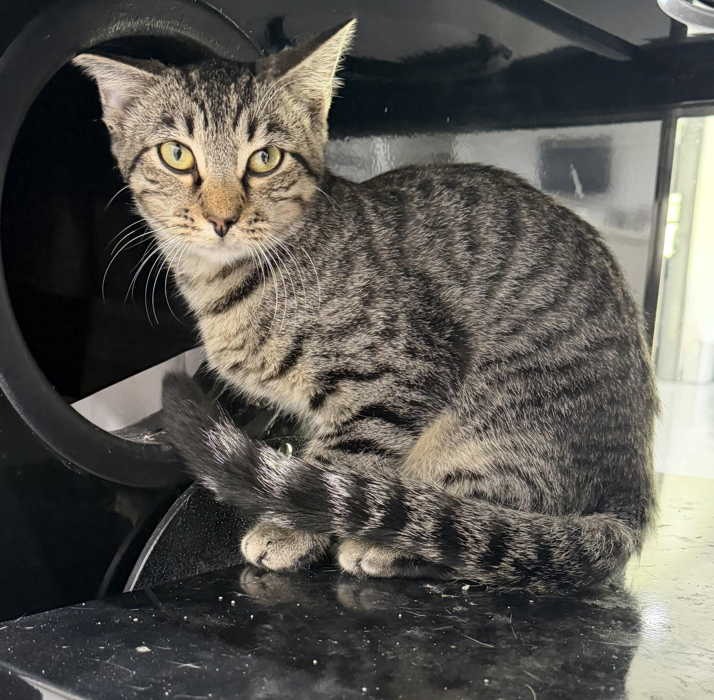 Abigale, Adoptable, Young Female Domestic Short Hair.