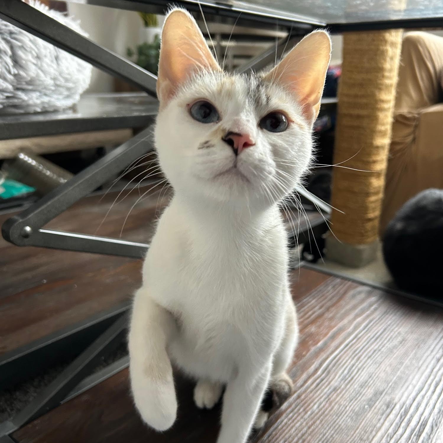 Enlarge Mila & Lucy (Bonded Pair), a Adoptable Domestic Short Hair in Plymouth, MN image 4/6