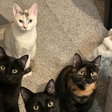 Enlarge Mila & Lucy (Bonded Pair), a Adoptable Domestic Short Hair in Plymouth, MN image 6/6